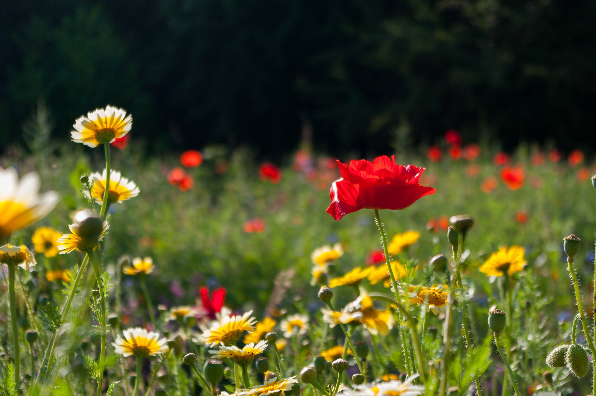 Pentax smc DA 18-55mm F3.5-5.6 AL WR sample photo. Poppy and meadow flowers photography