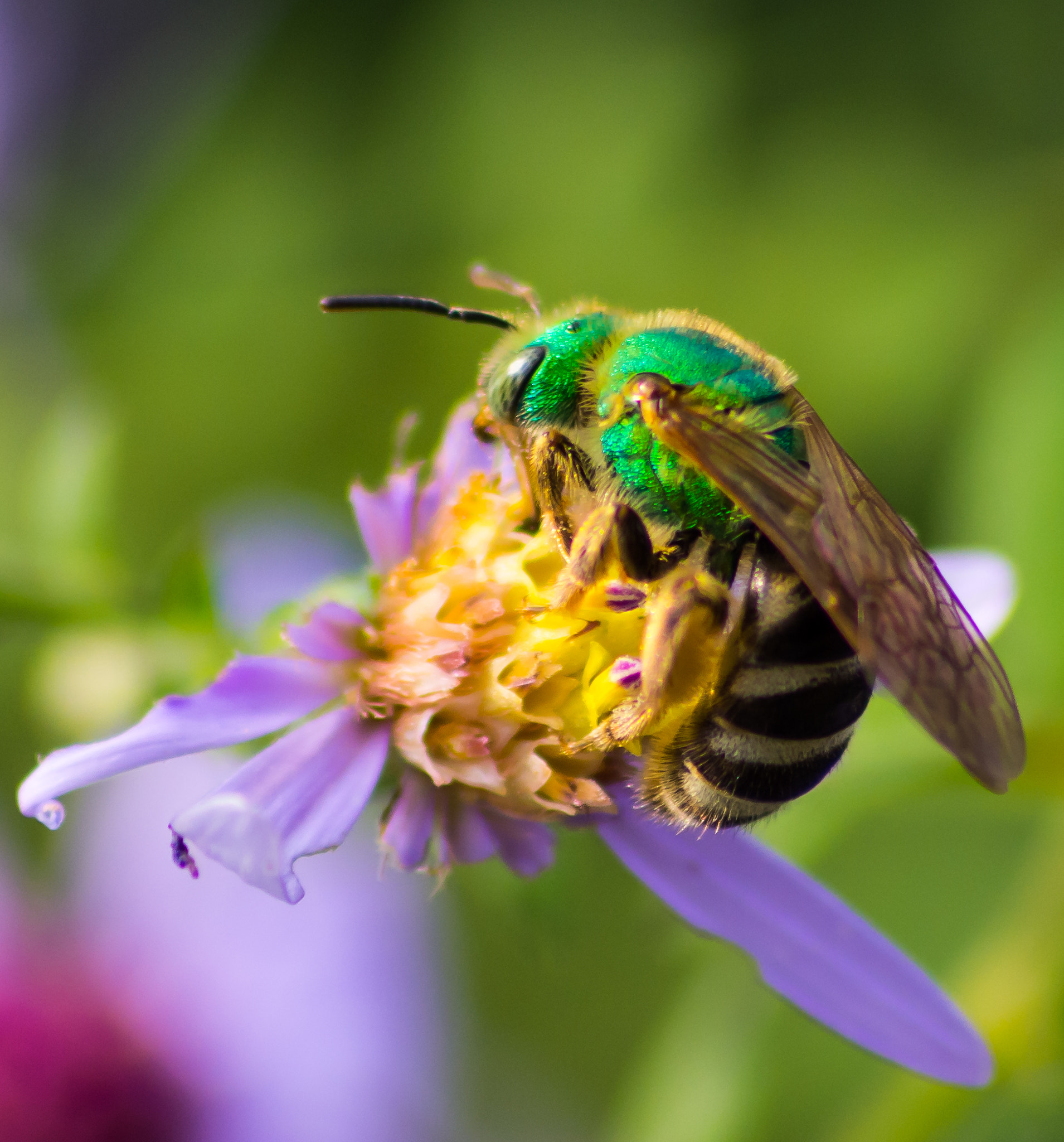 Sigma 70-300mm F4-5.6 APO DG Macro sample photo. Iridescent bee photography