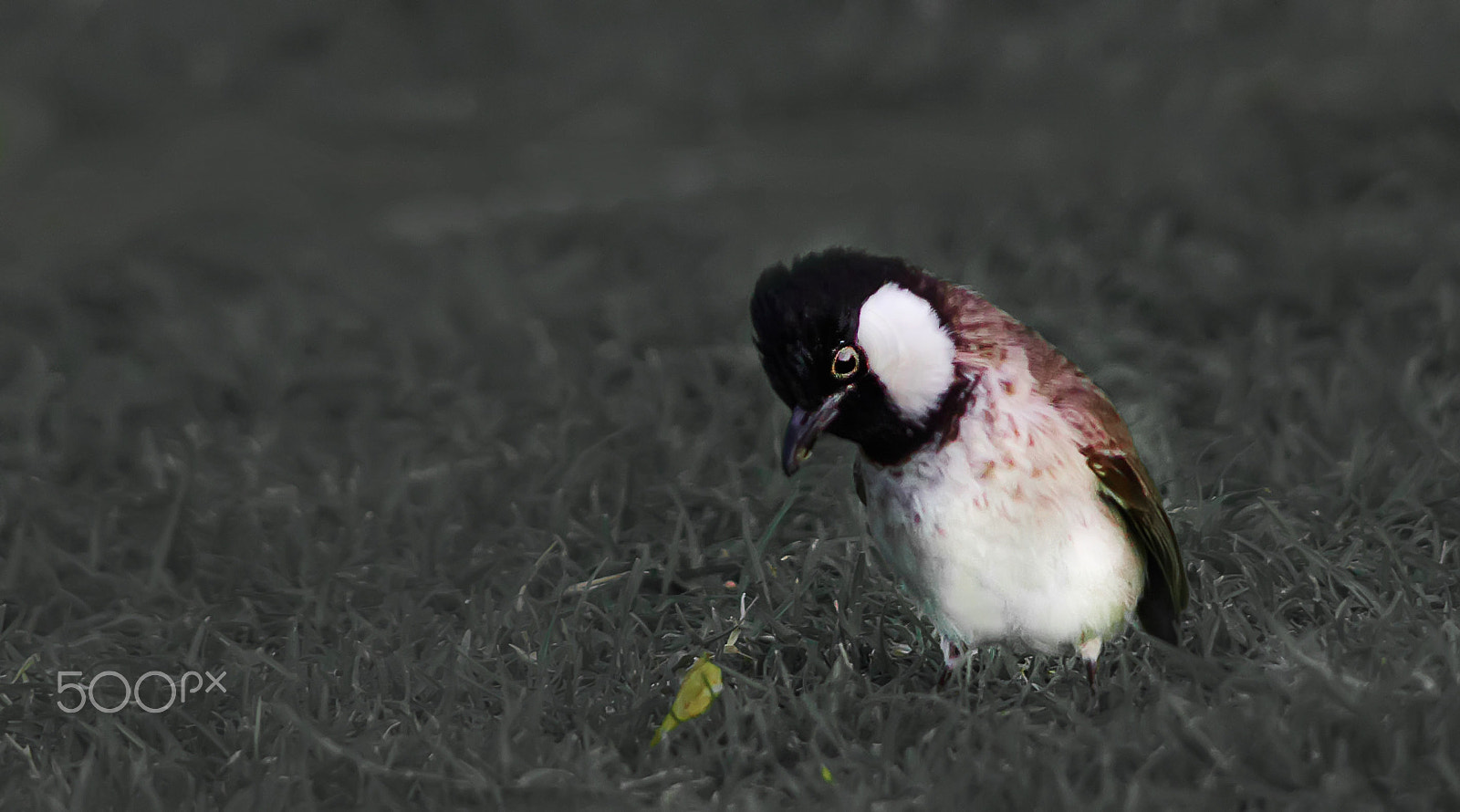 smc PENTAX-DA L 55-300mm F4-5.8 ED sample photo. Sparrow photography
