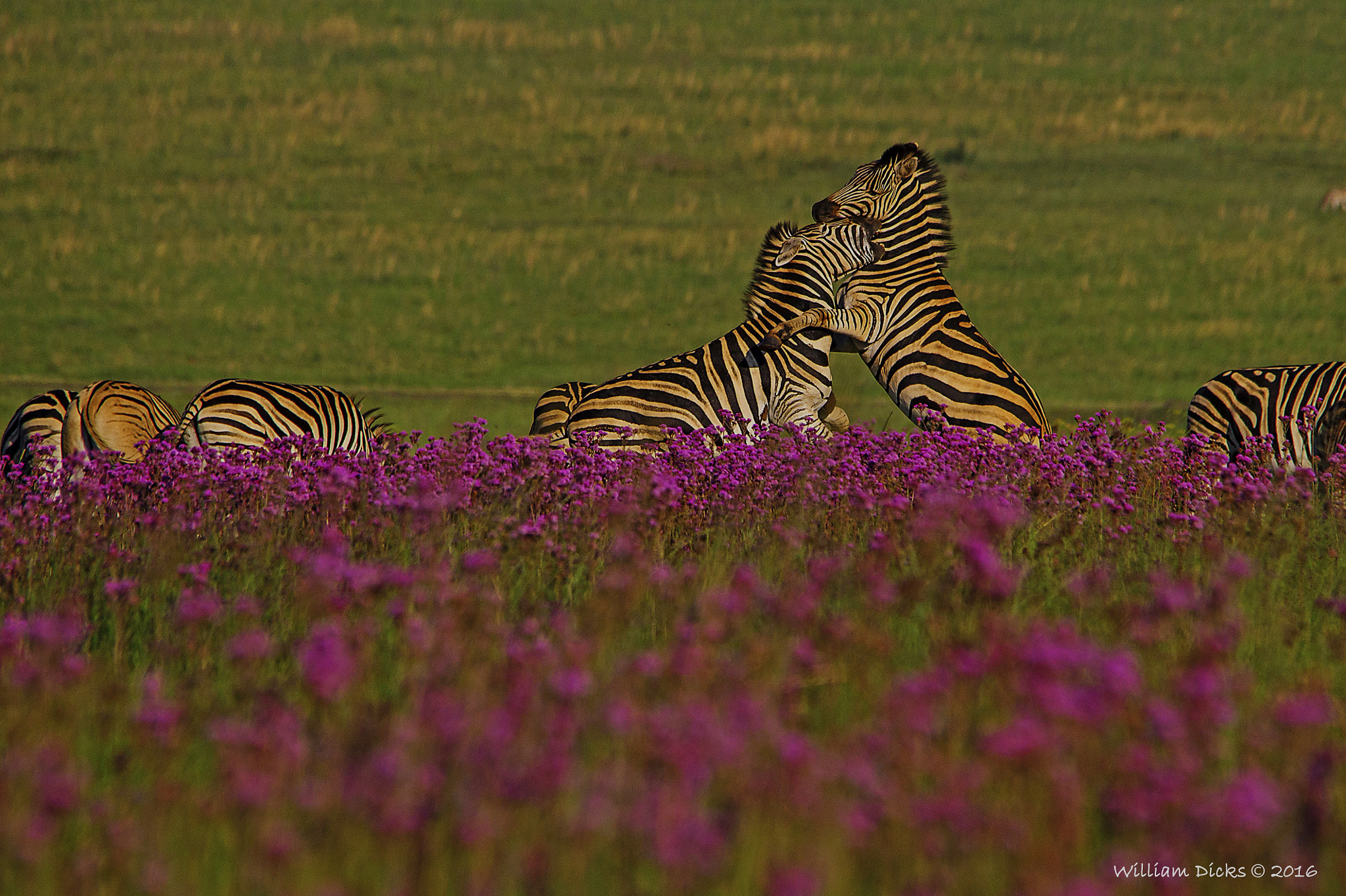 Sony SLT-A37 + Sigma 150-500mm F5-6.3 DG OS HSM sample photo. Fighting for dominance photography