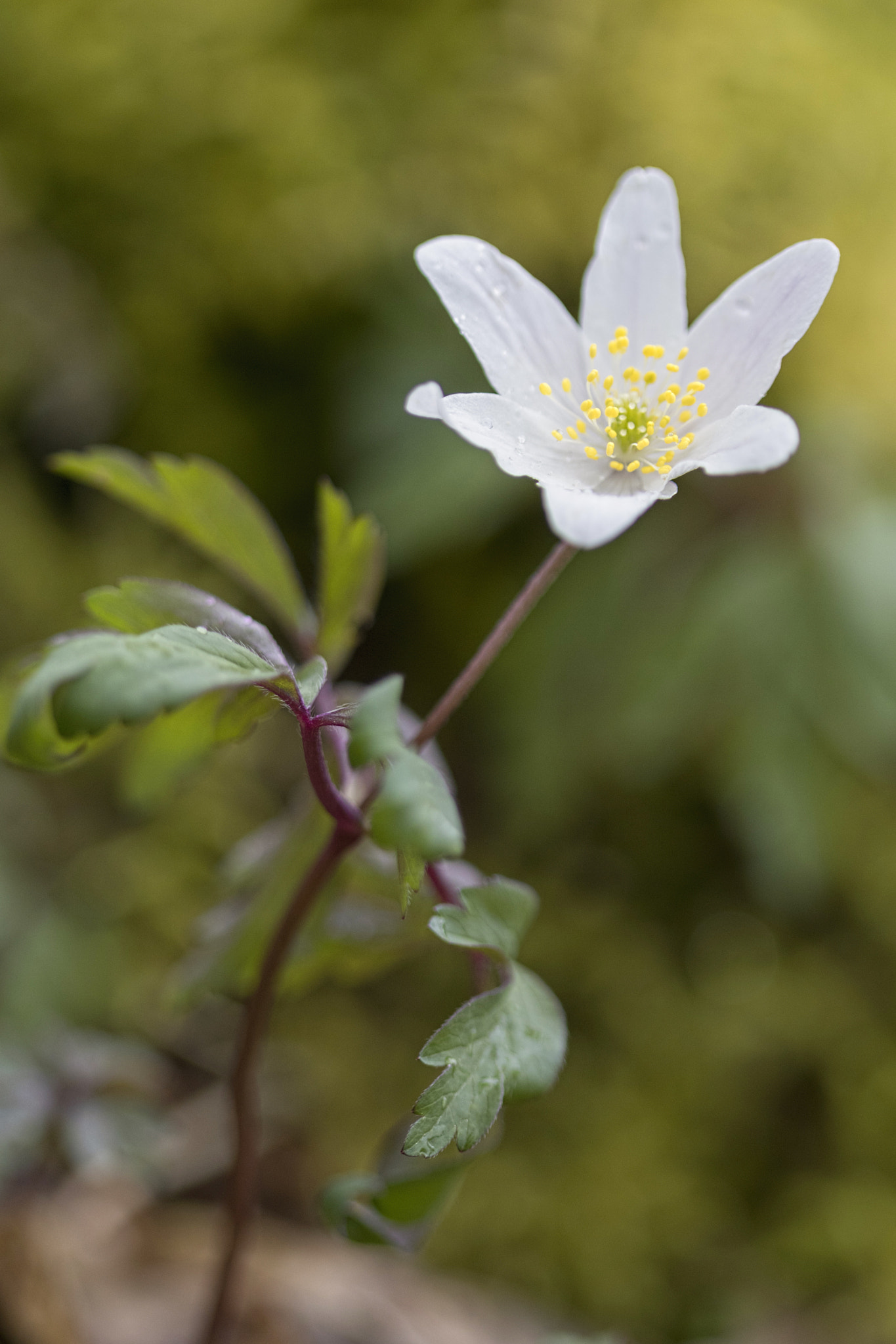 Canon EF 100mm F2.8 Macro USM sample photo. Weed! photography
