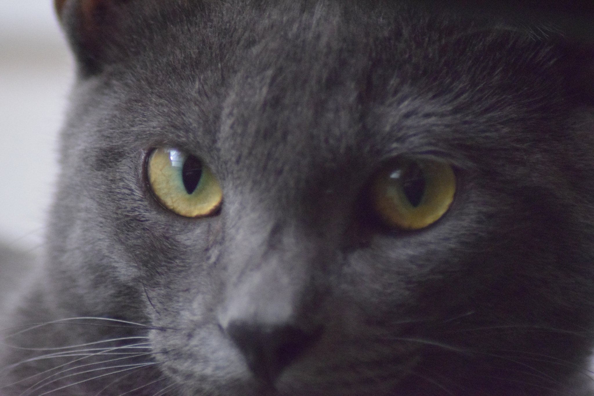Nikon AF Nikkor 70-300mm F4-5.6G sample photo. Cat's eyes photography