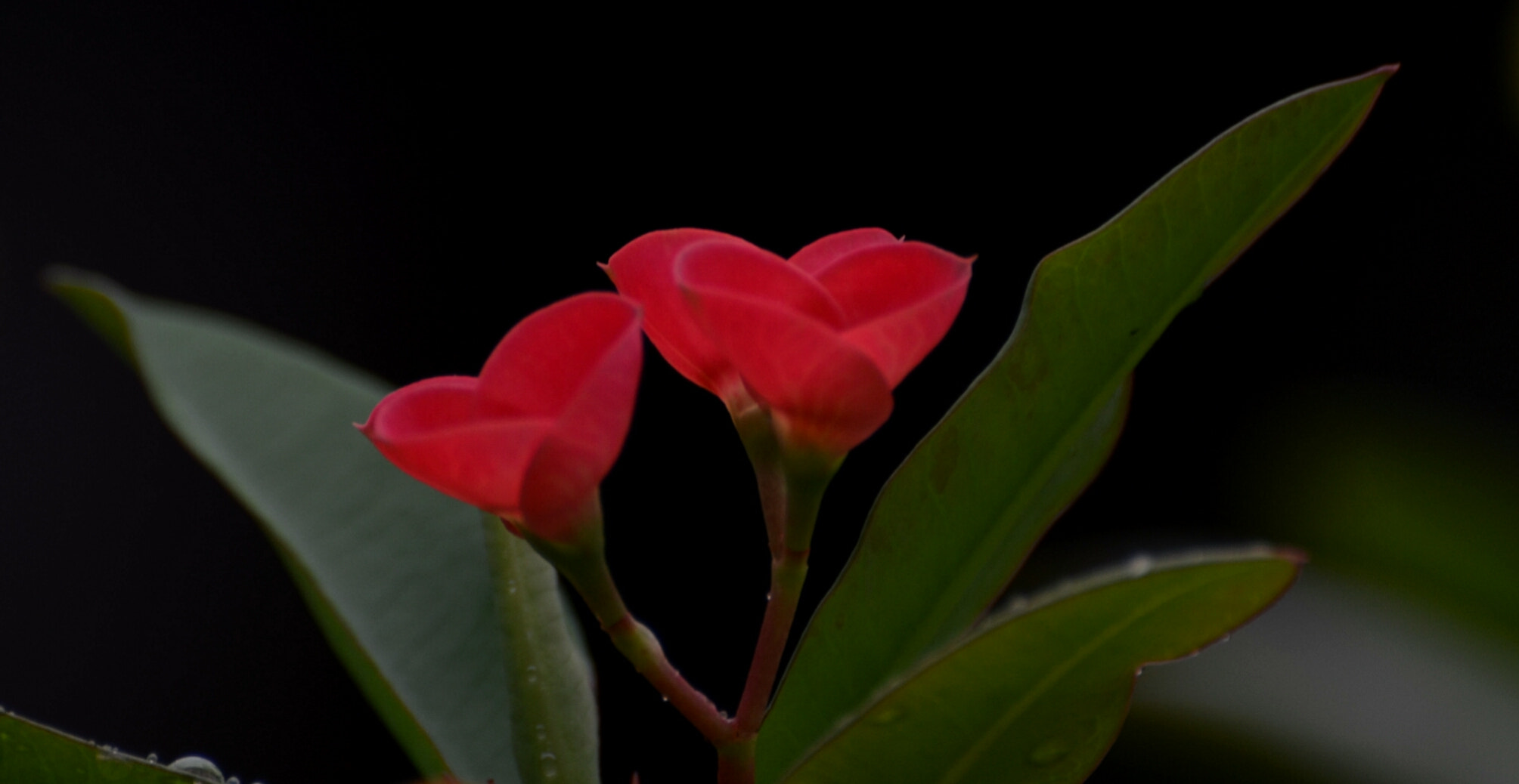 Nikon D5100 sample photo. Kiss me quick flowers.(red) photography