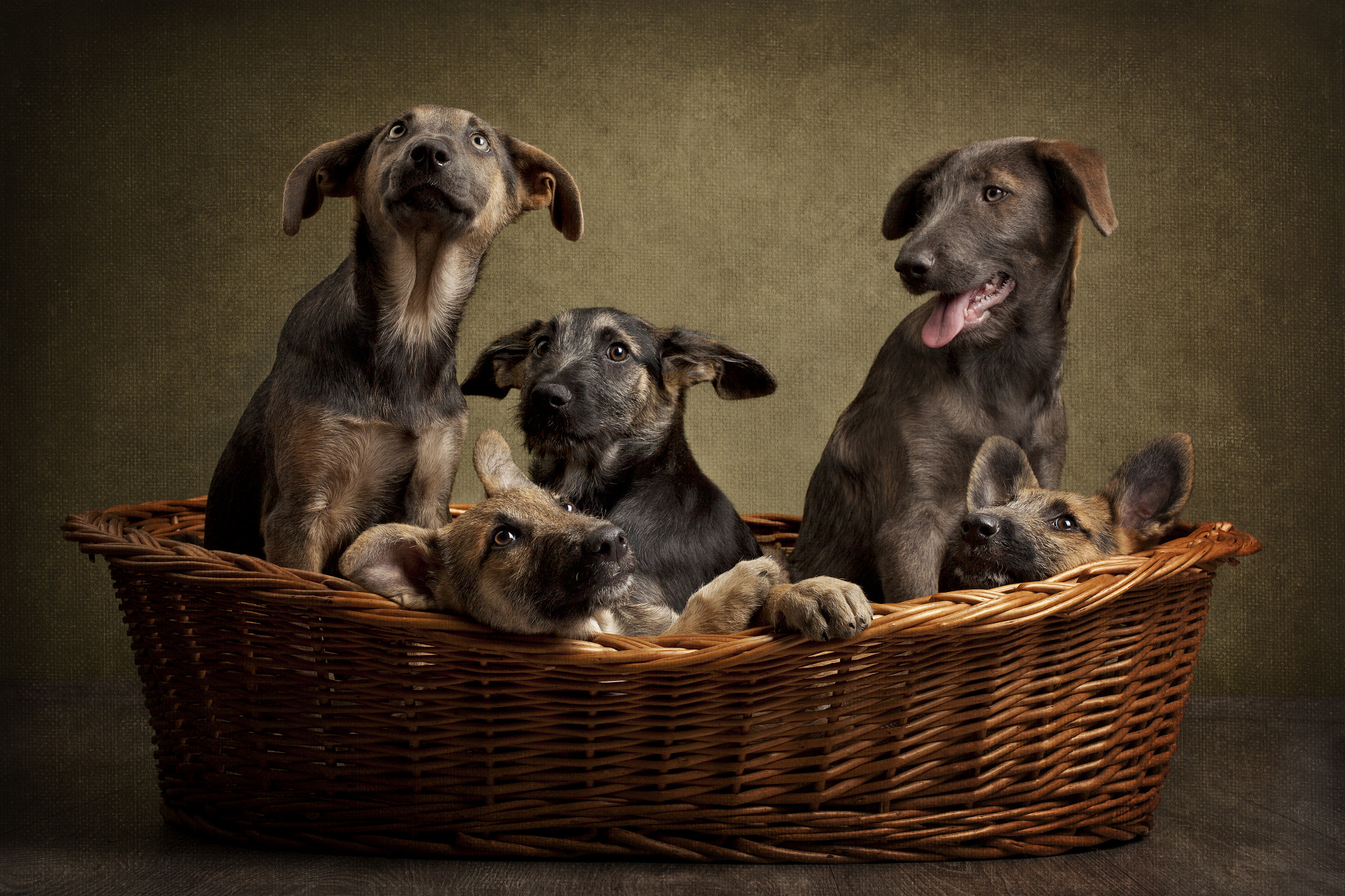 Canon EF 28-105mm f/3.5-4.5 USM sample photo. Pile of puppies photography
