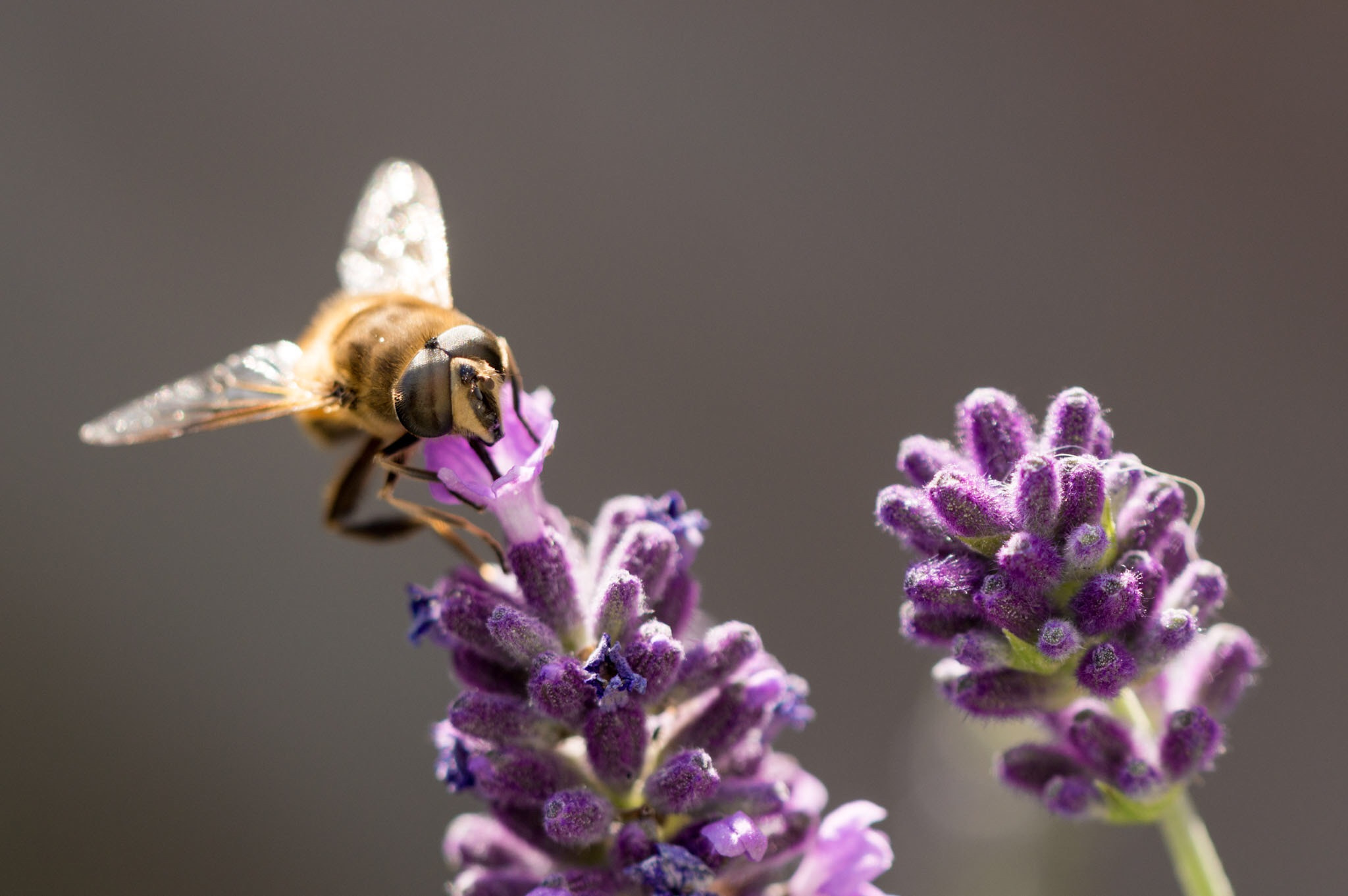 Tamron SP 90mm F2.8 Di VC USD 1:1 Macro (F004) sample photo. Hoverfly photography