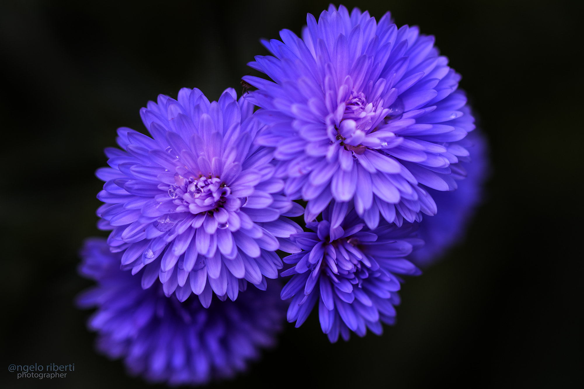 Nikon D500 sample photo. Flowers photography