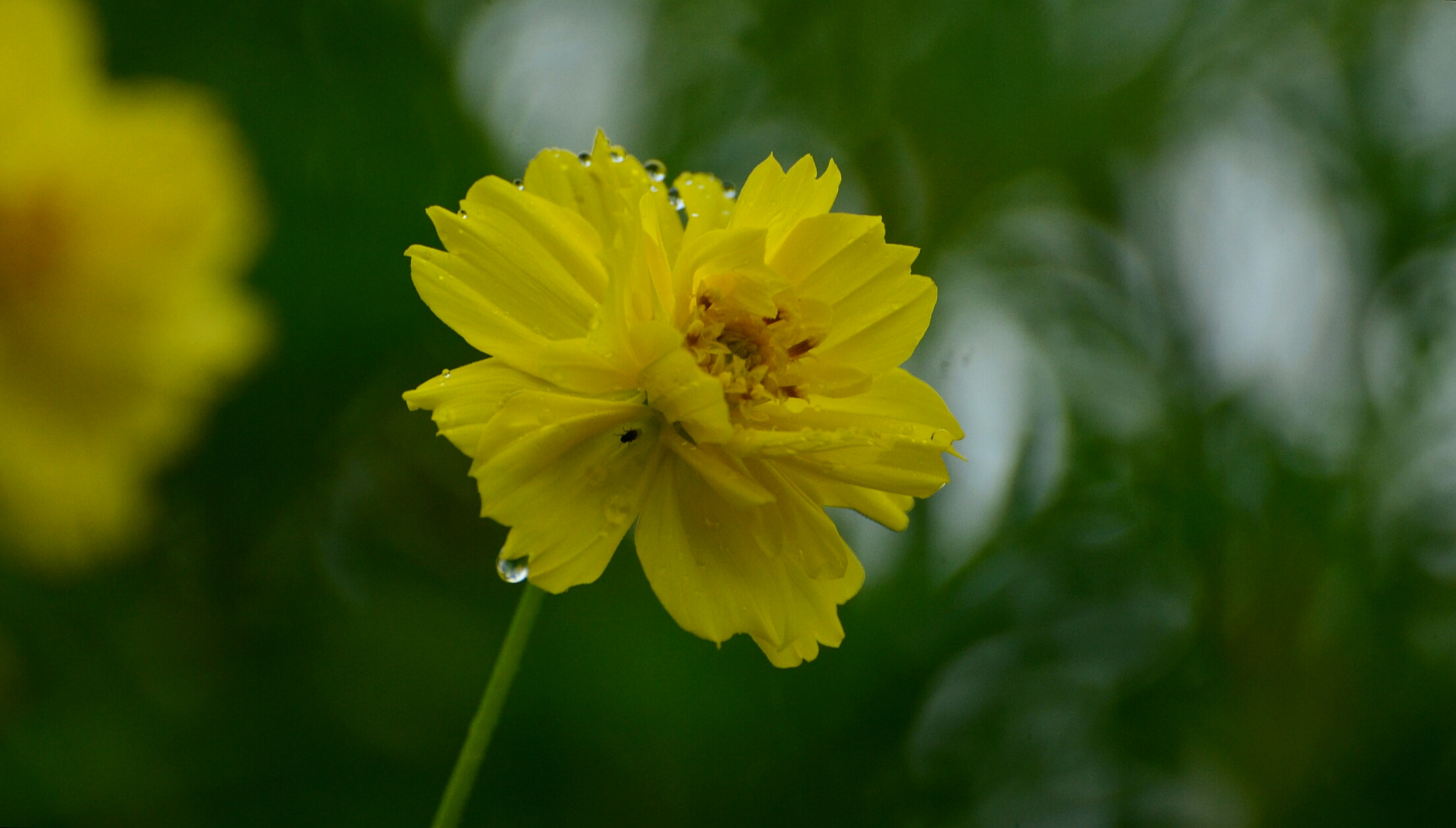 Nikon D5100 sample photo. Fresh yellow flower. photography