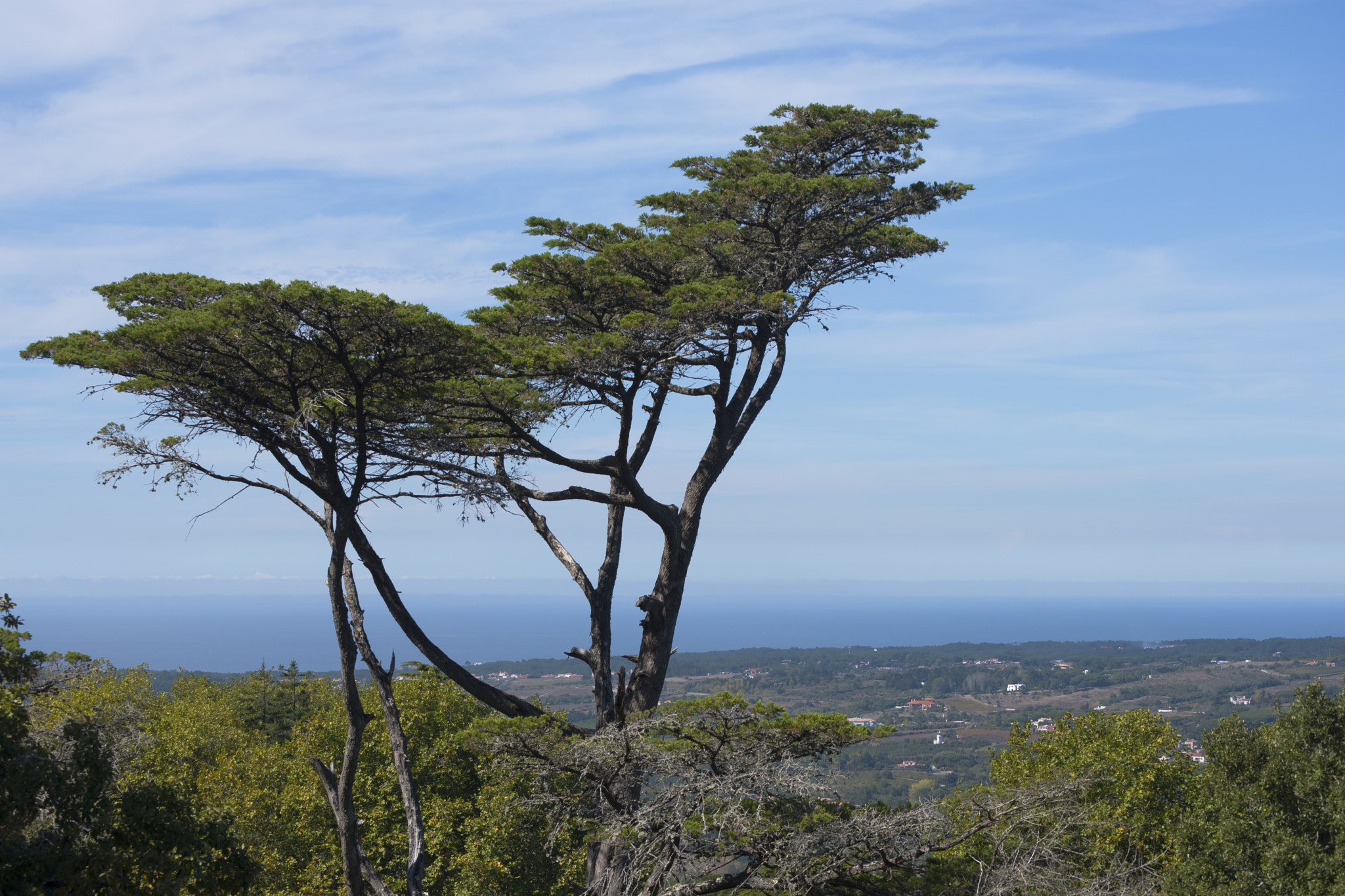 Nikon D750 + Nikon AF-S DX Nikkor 55-200mm F4-5.6G VR sample photo. Trees in sintra are the prettiest photography