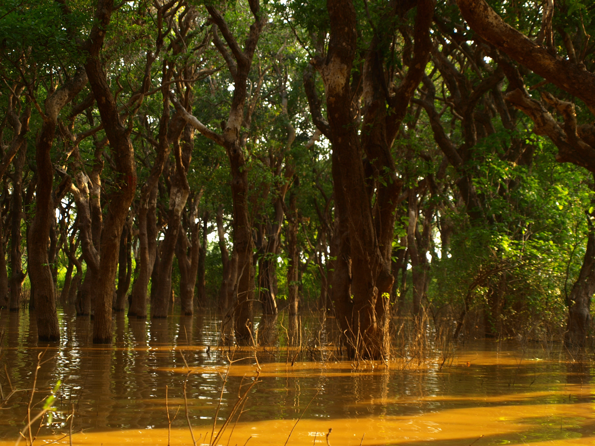 Olympus Zuiko Digital ED 14-42mm F3.5-5.6 sample photo. Tonle sap-mekong peat swamp forests photography
