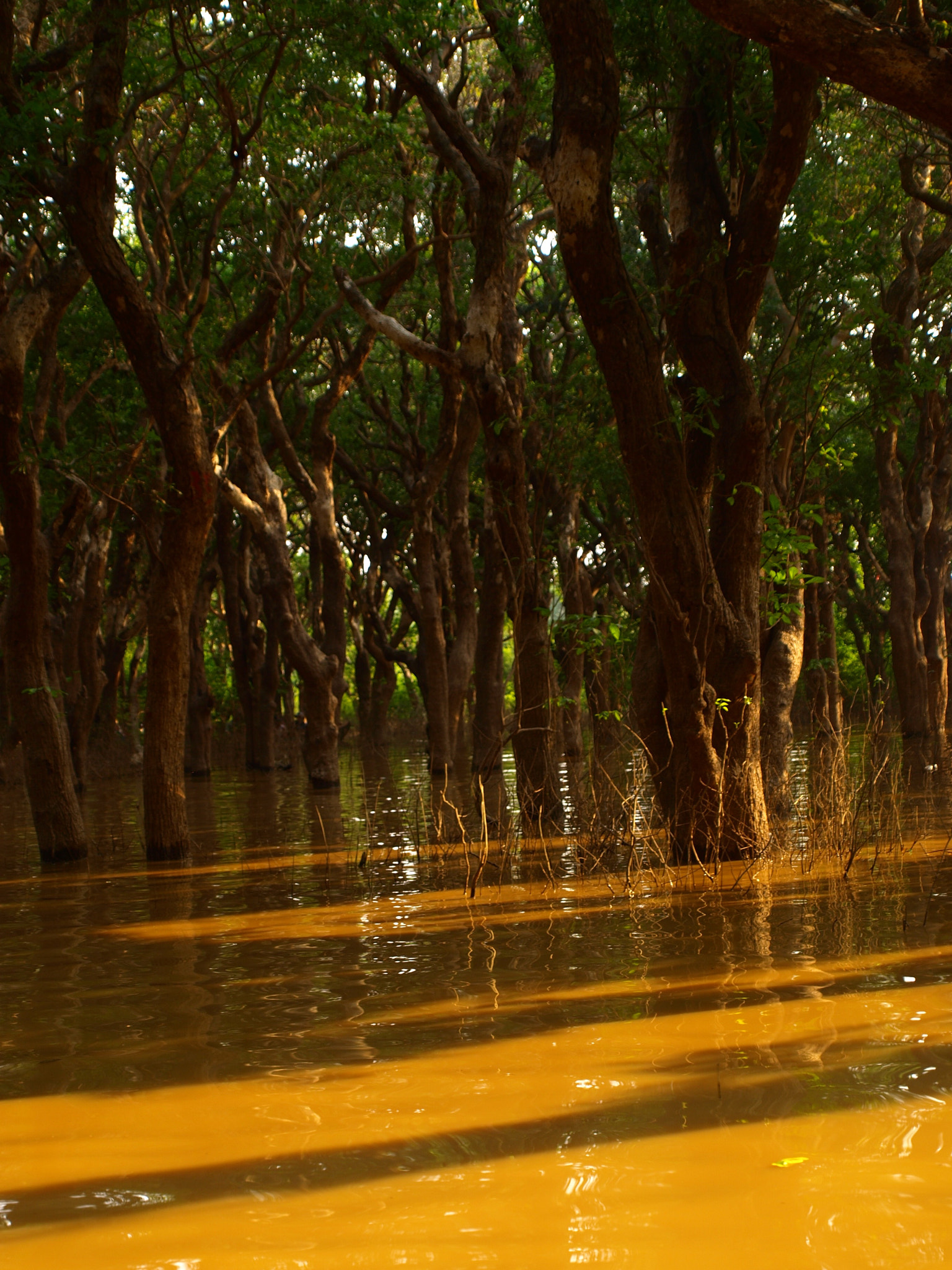Olympus Zuiko Digital ED 14-42mm F3.5-5.6 sample photo. Tonle sap-mekong peat swamp forests photography