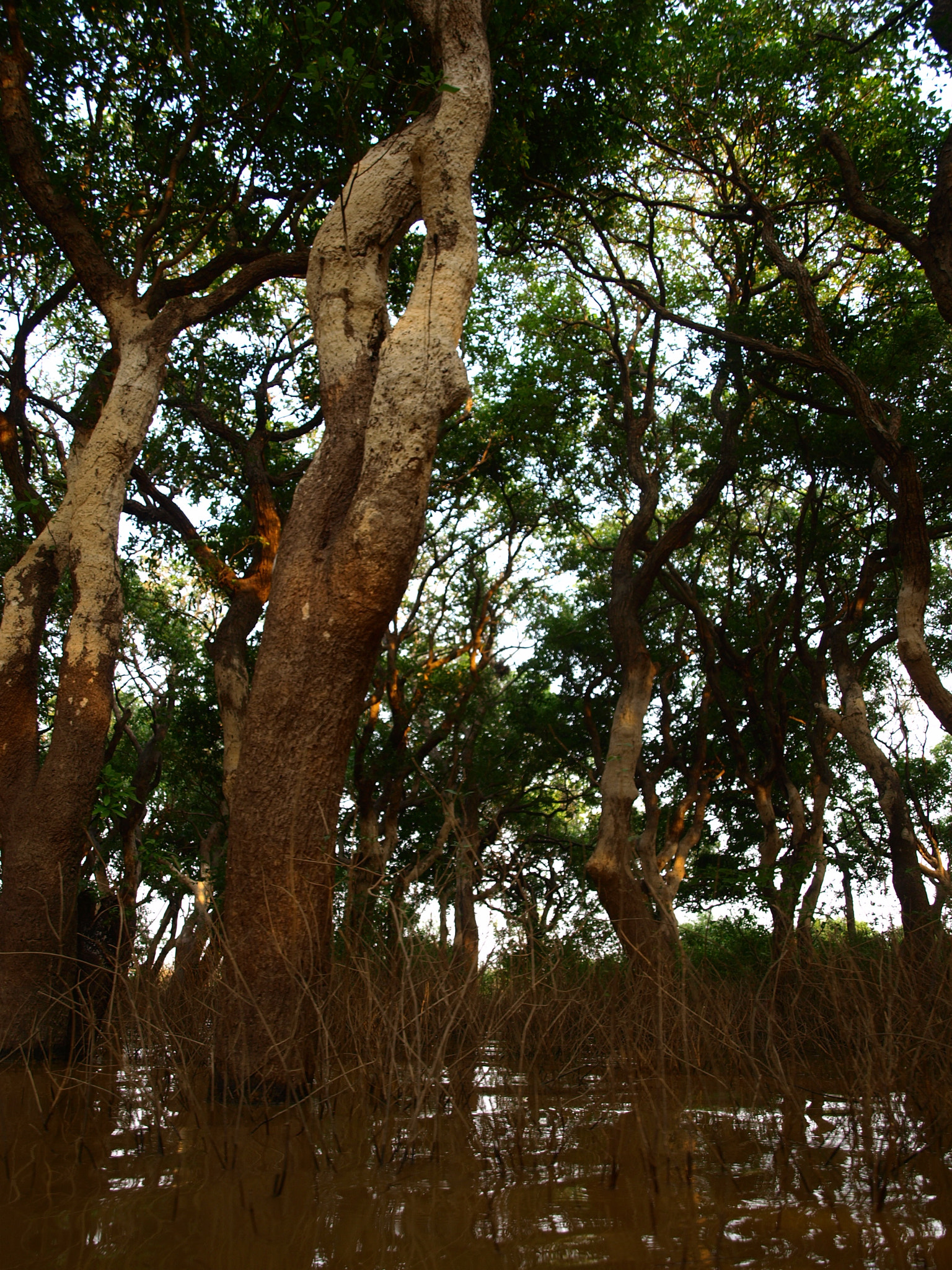 Olympus Zuiko Digital ED 14-42mm F3.5-5.6 sample photo. Tonle sap-mekong peat swamp forests photography