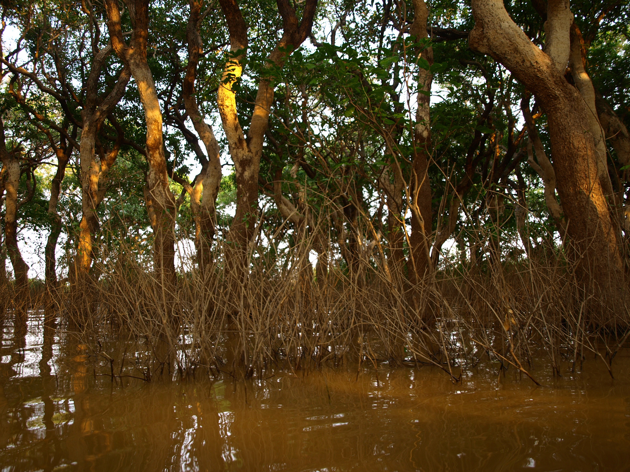 Olympus Zuiko Digital ED 14-42mm F3.5-5.6 sample photo. Tonle sap-mekong peat swamp forests photography