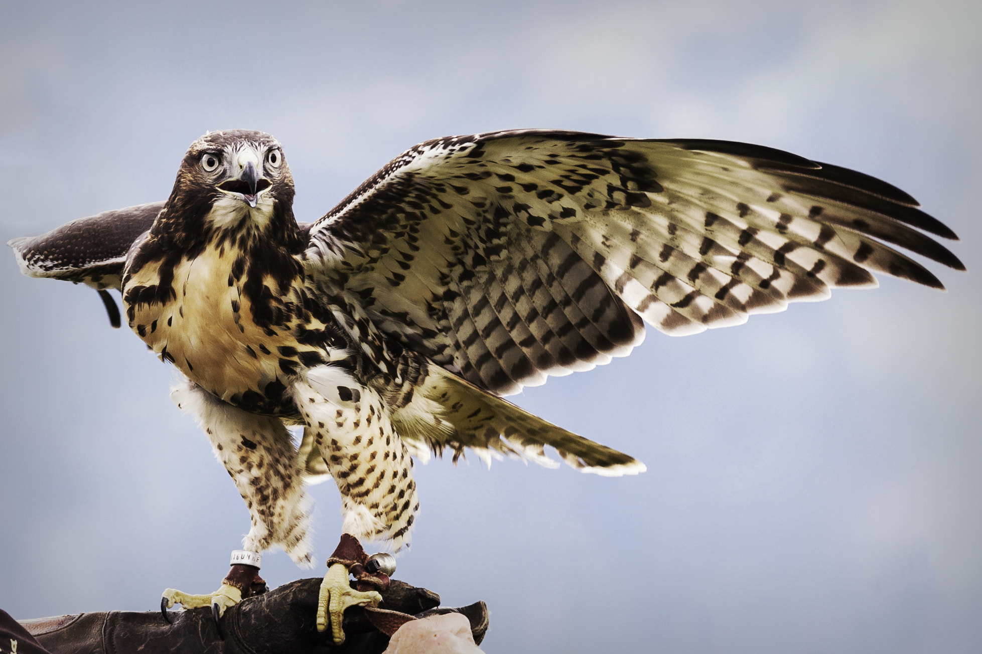 Sigma 70-200mm F2.8 EX DG OS HSM sample photo. Golden eagle photography