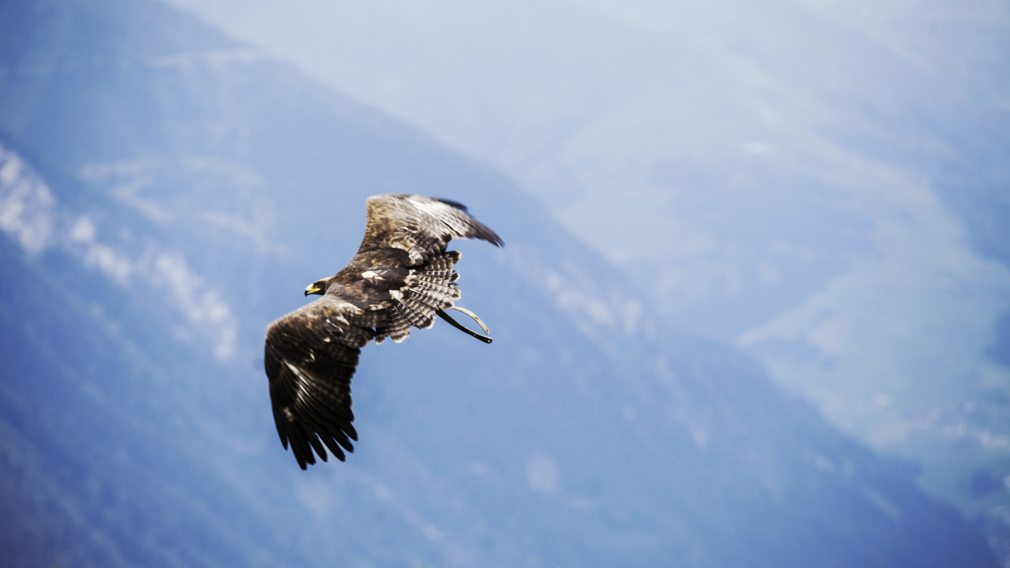 Sigma 70-200mm F2.8 EX DG OS HSM sample photo. Wing spread photography