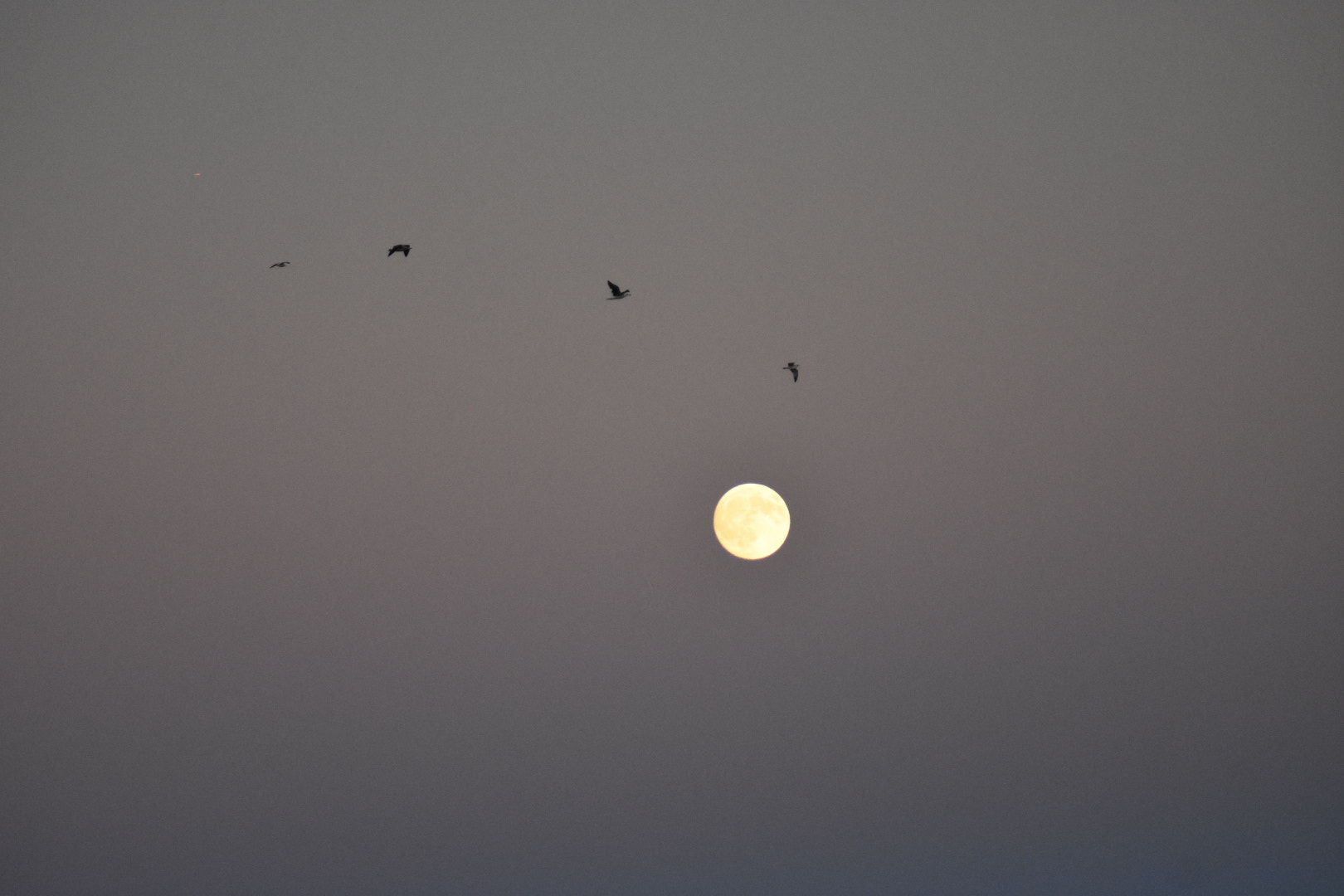 Nikon D7200 sample photo. Moon surrounded by birds photography