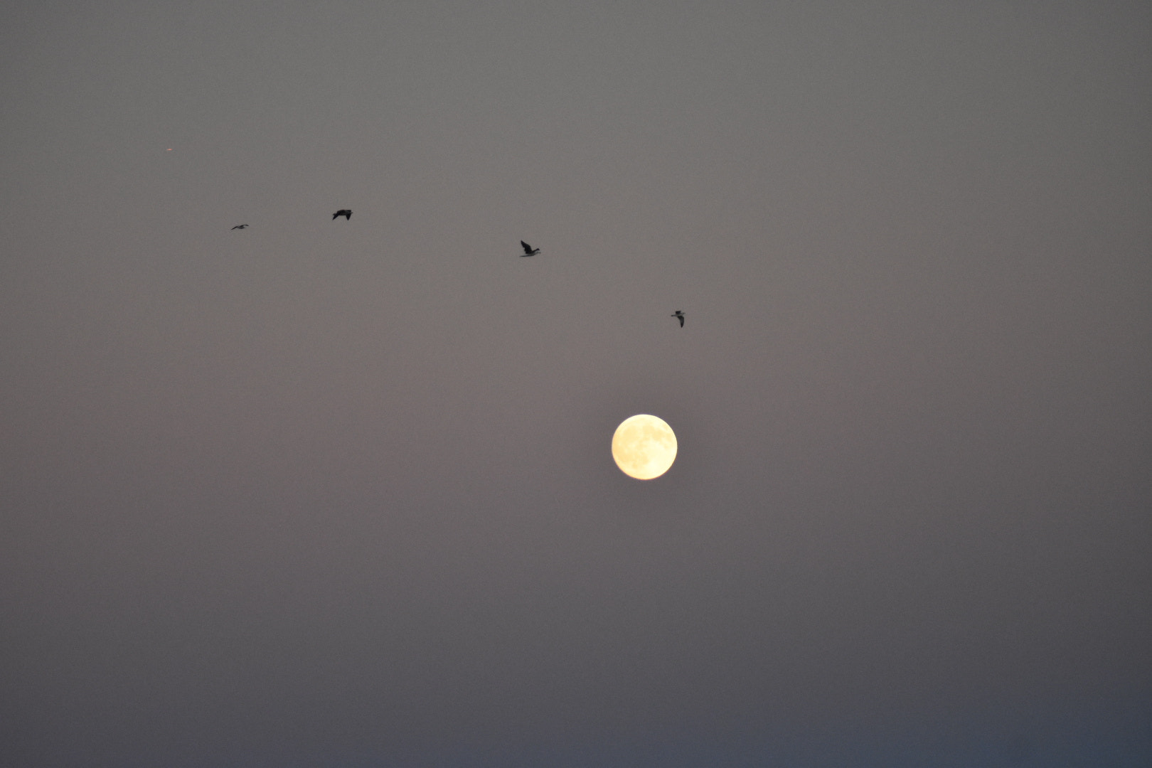Nikon AF Nikkor 70-300mm F4-5.6G sample photo. Moon surrounded by birds photography