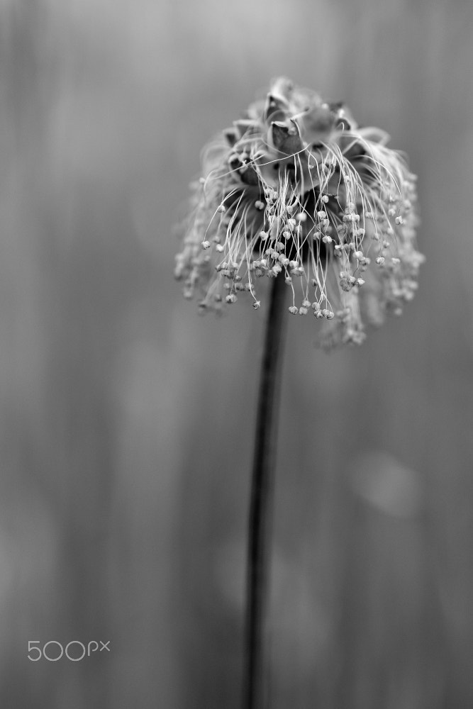 Nikon AF-S DX Micro Nikkor 40mm F2.8 sample photo. Noble hair photography