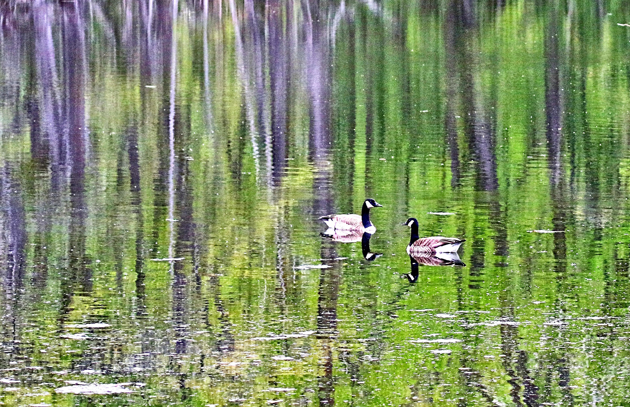 Canon EOS 7D Mark II + Canon EF 100-400mm F4.5-5.6L IS USM sample photo. Geese in a pond photography