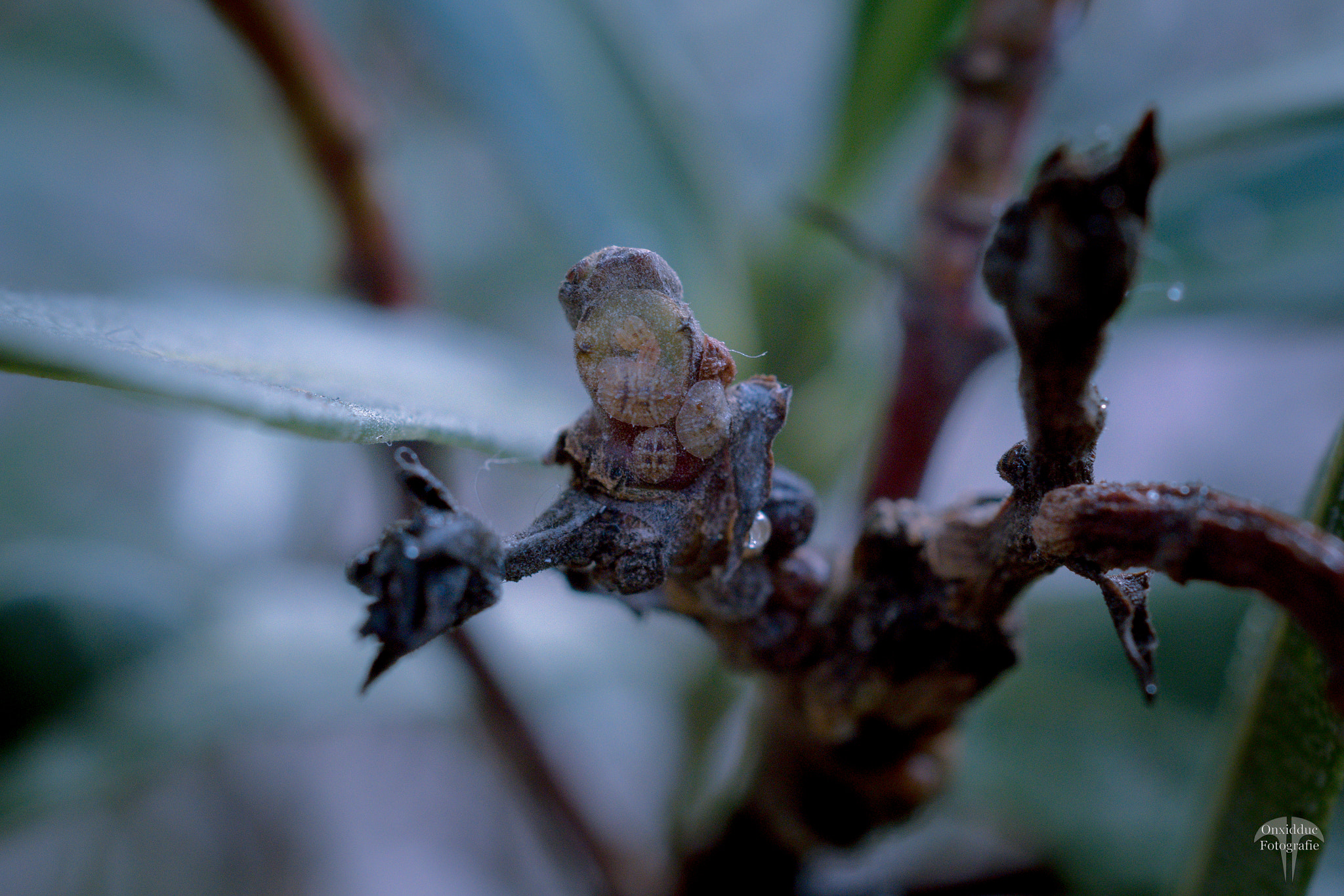 Olympus OM-D E-M5 II + Olympus M.Zuiko Digital ED 30mm F3.5 Macro sample photo. Cold photography