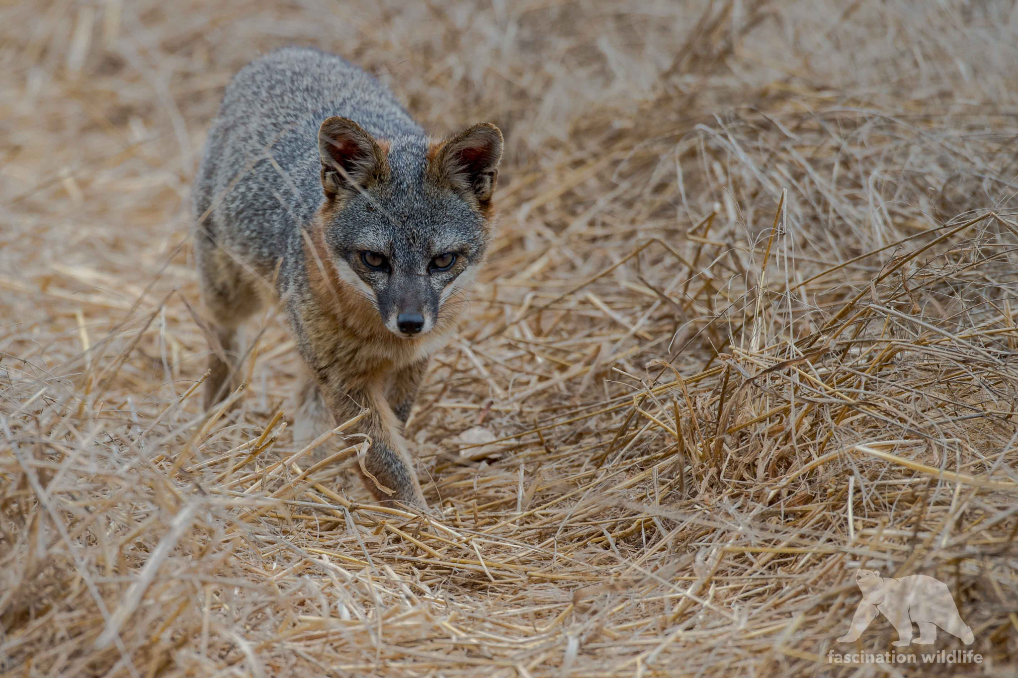 Nikon D4S sample photo. Gray fox photography