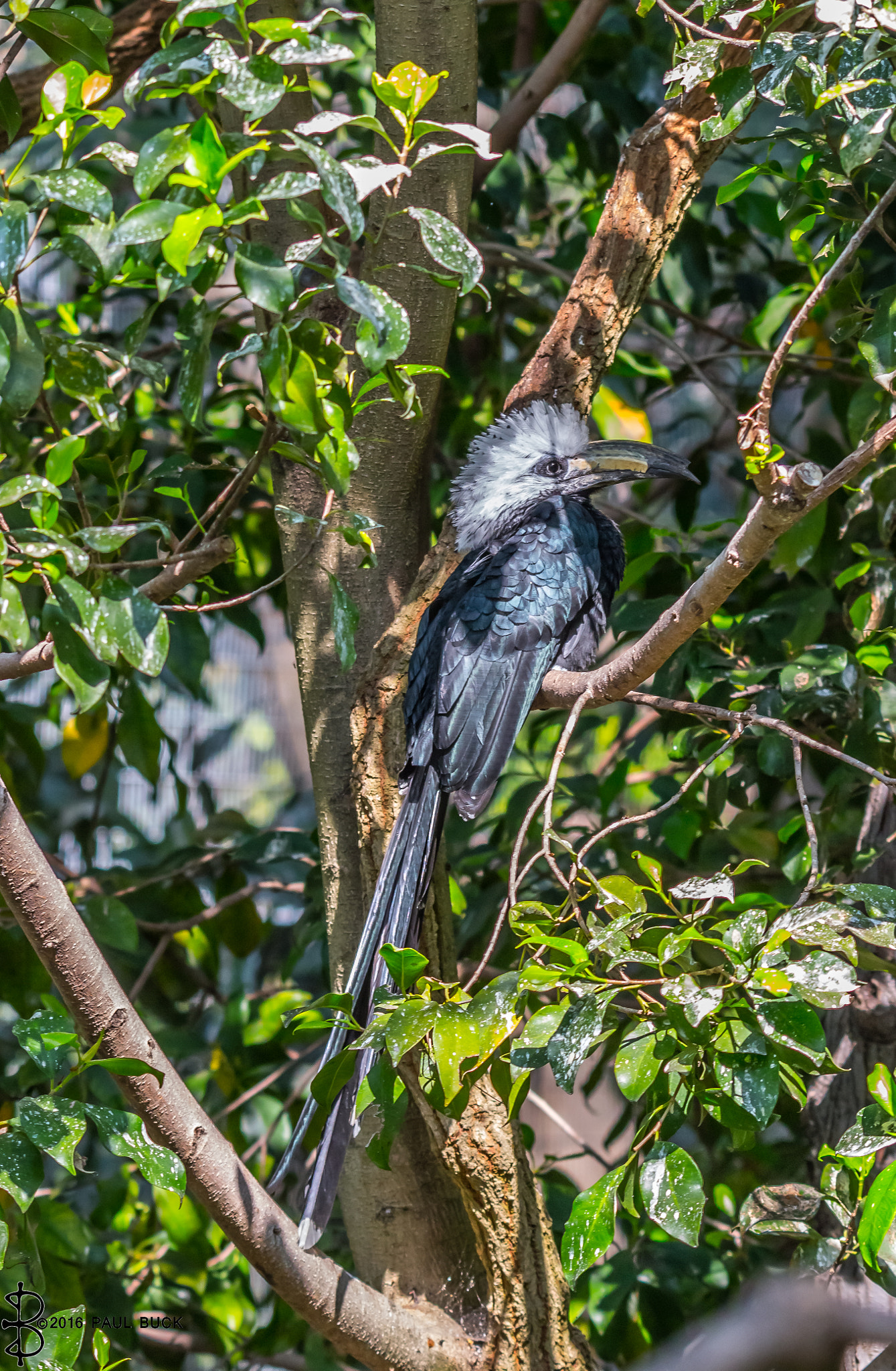 Tamron SP 150-600mm F5-6.3 Di VC USD sample photo. West-african long-tailed hornbill photography
