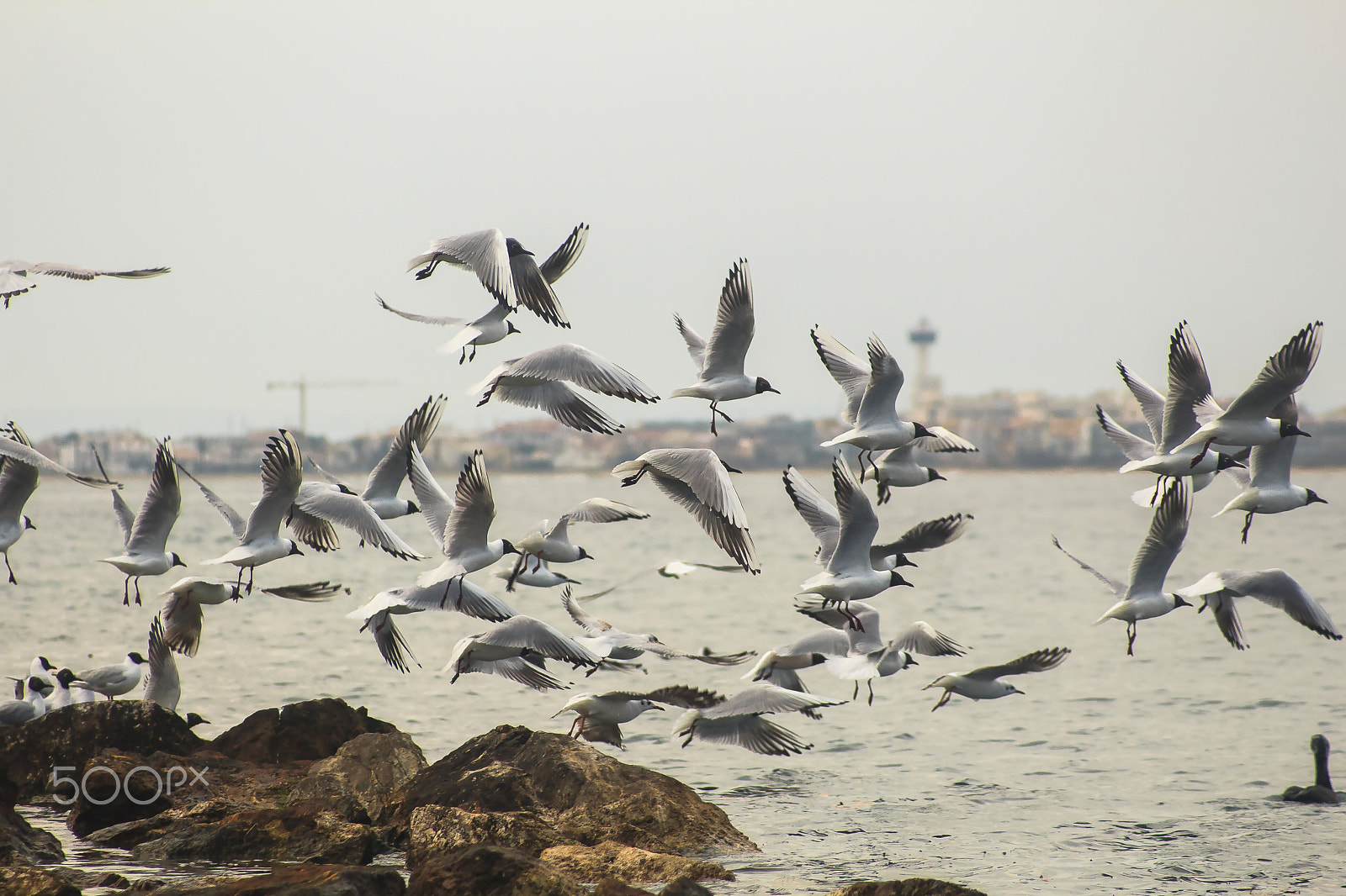 Canon EF 80-200mm F4.5-5.6 II sample photo. Volad photography