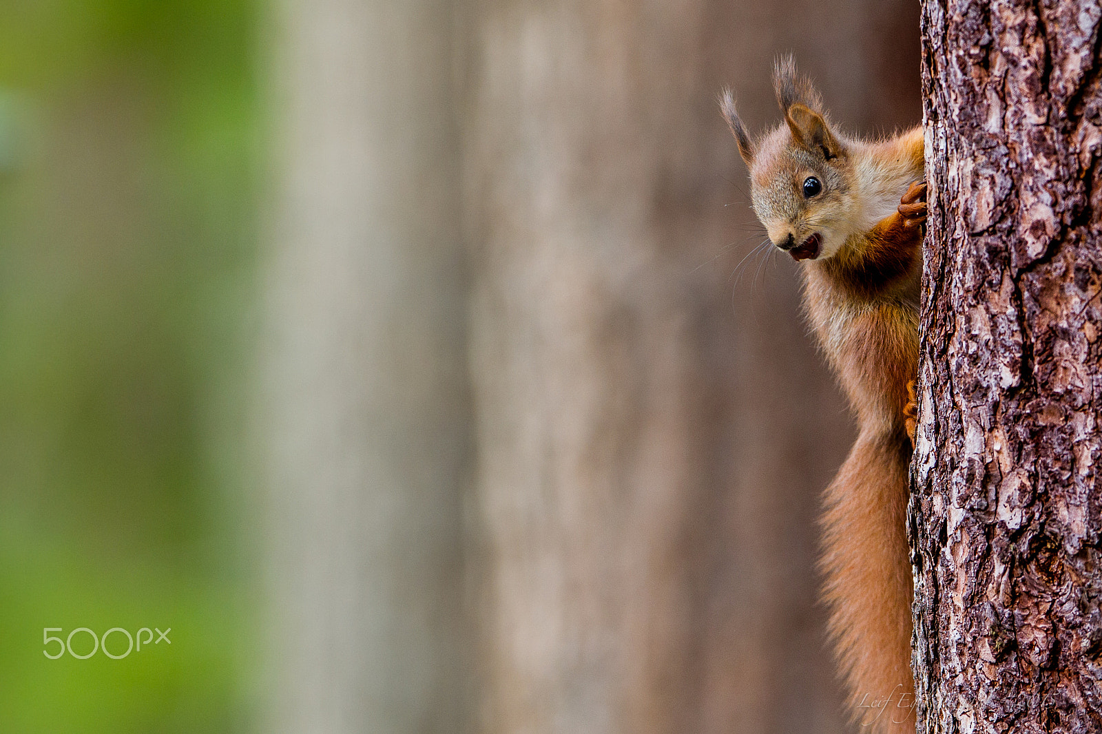 Canon EF 300mm F2.8L IS USM sample photo. Squirrel iii photography