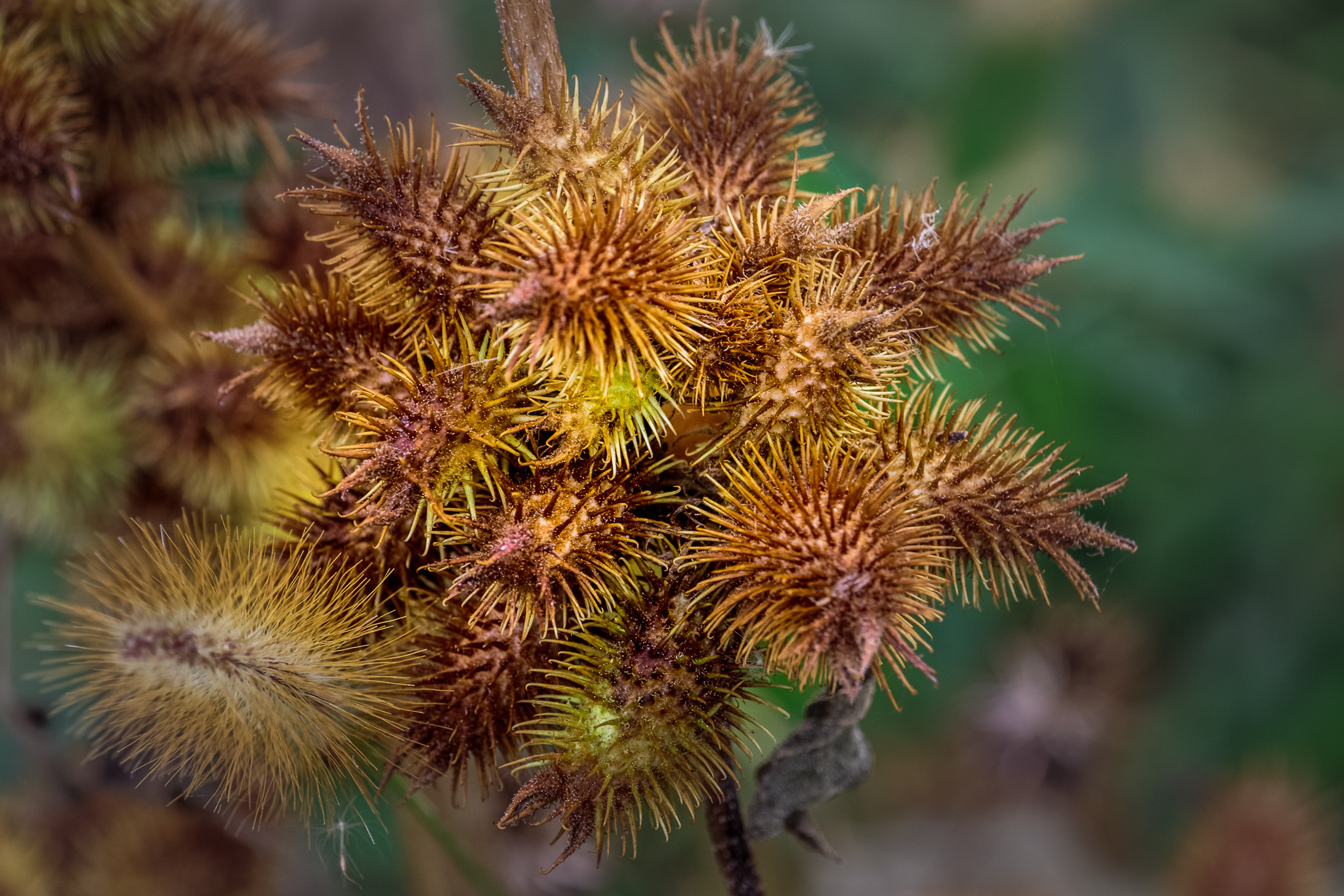 Canon EF-S 55-250mm F4-5.6 IS STM sample photo. A season of change photography