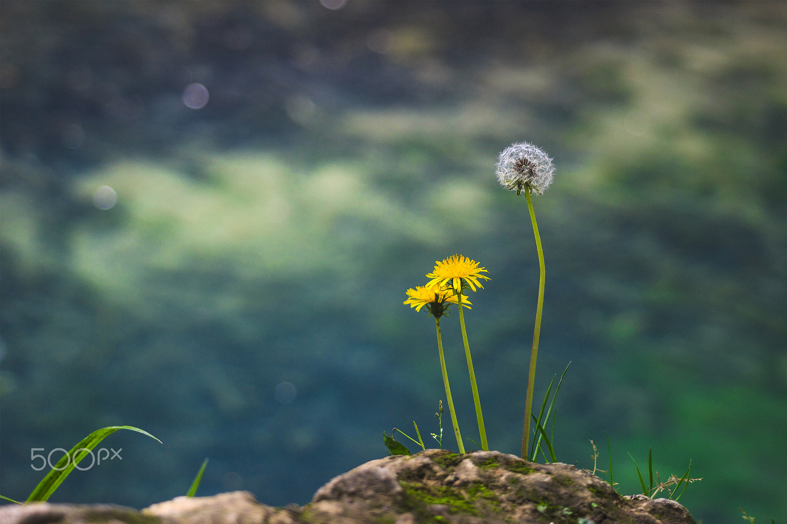 Canon EF 80-200mm F4.5-5.6 II sample photo. Flores y semillas photography