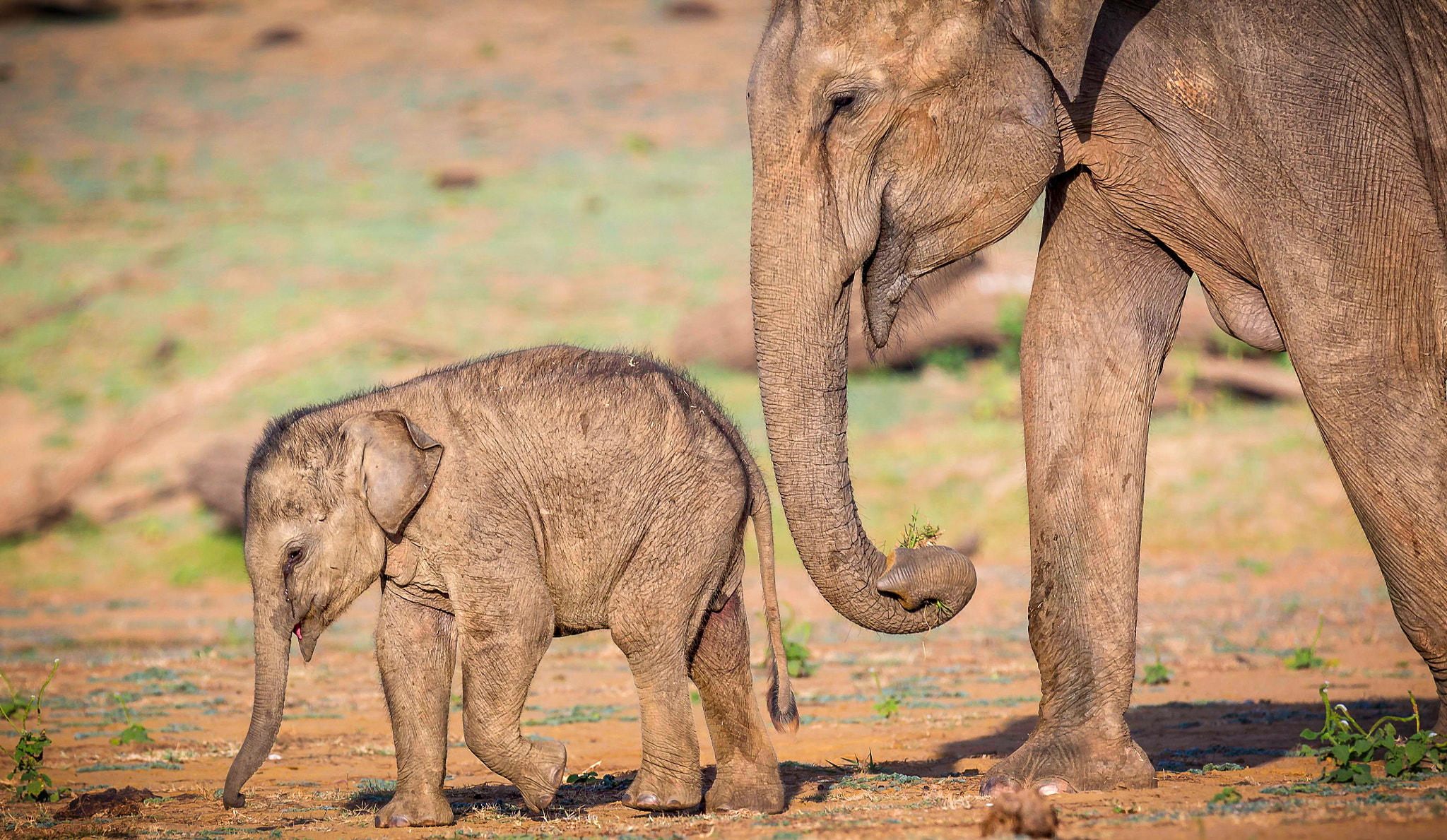 Mother & Child - Indian Elephants
