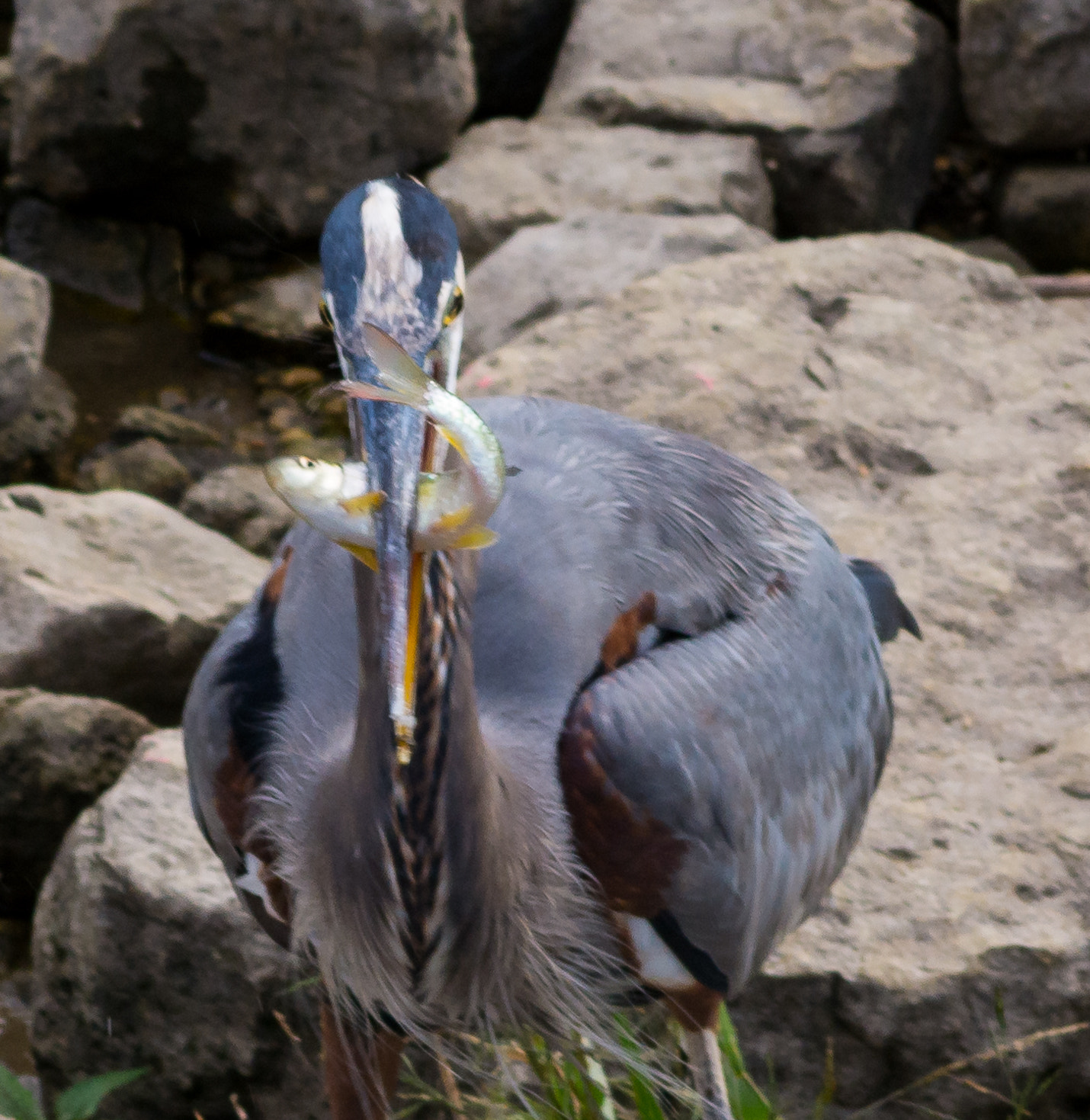 Sigma 70-300mm F4-5.6 APO DG Macro sample photo. Heron eating fish photography