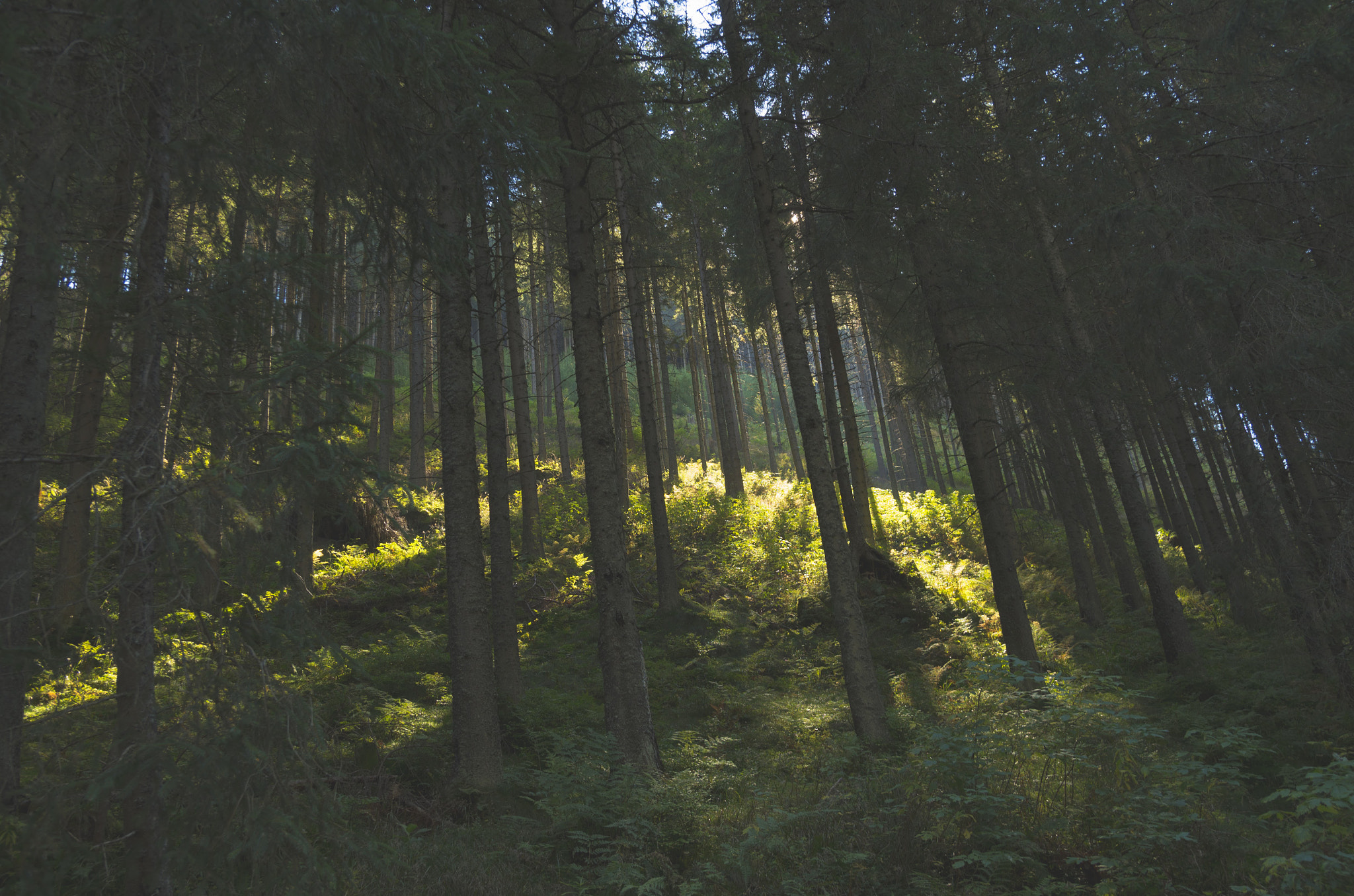 Sigma 17-50mm F2.8 EX DC HSM sample photo. Forest in the mountains  photography