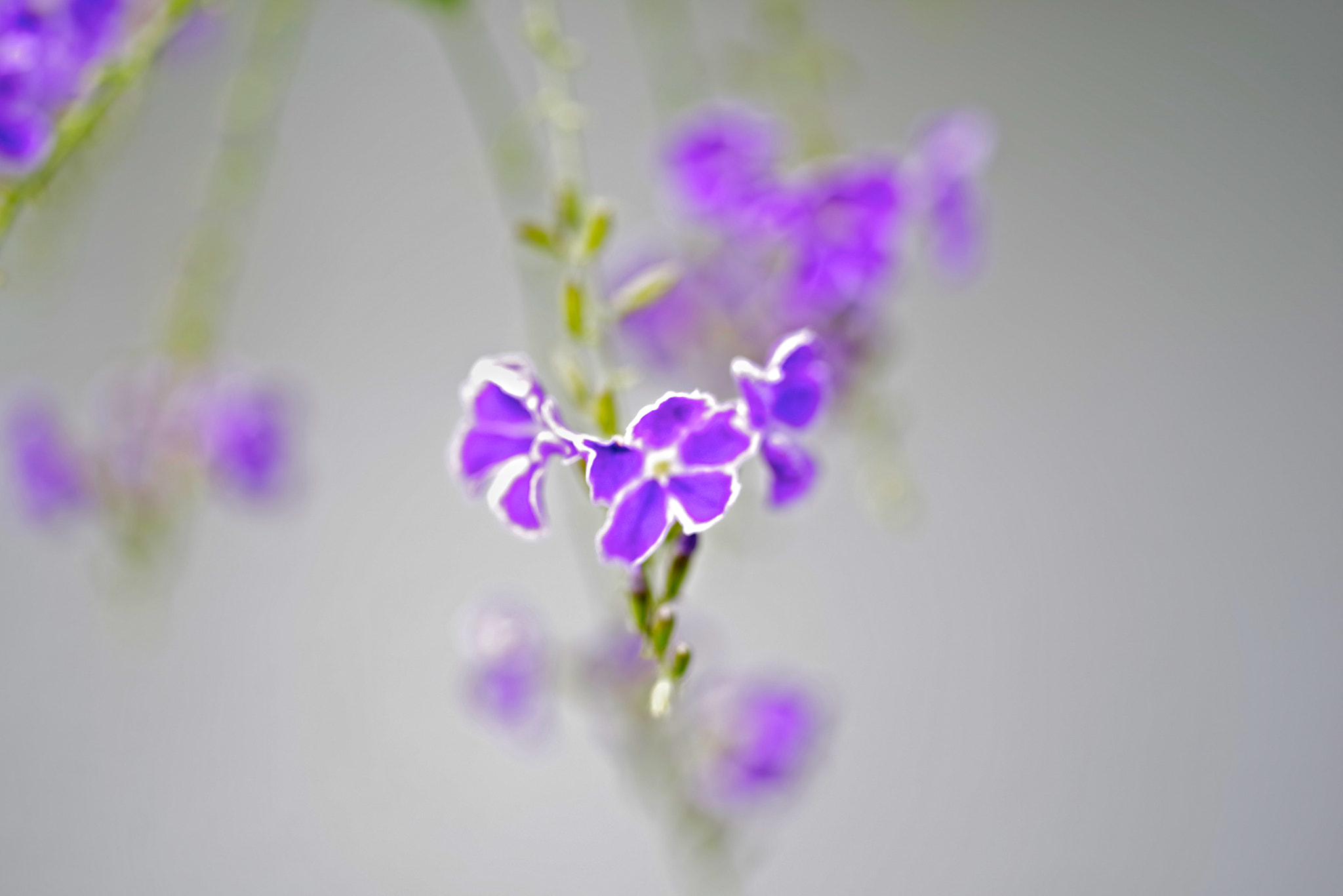 Pentax K-1 + Sigma sample photo. Little flower photography