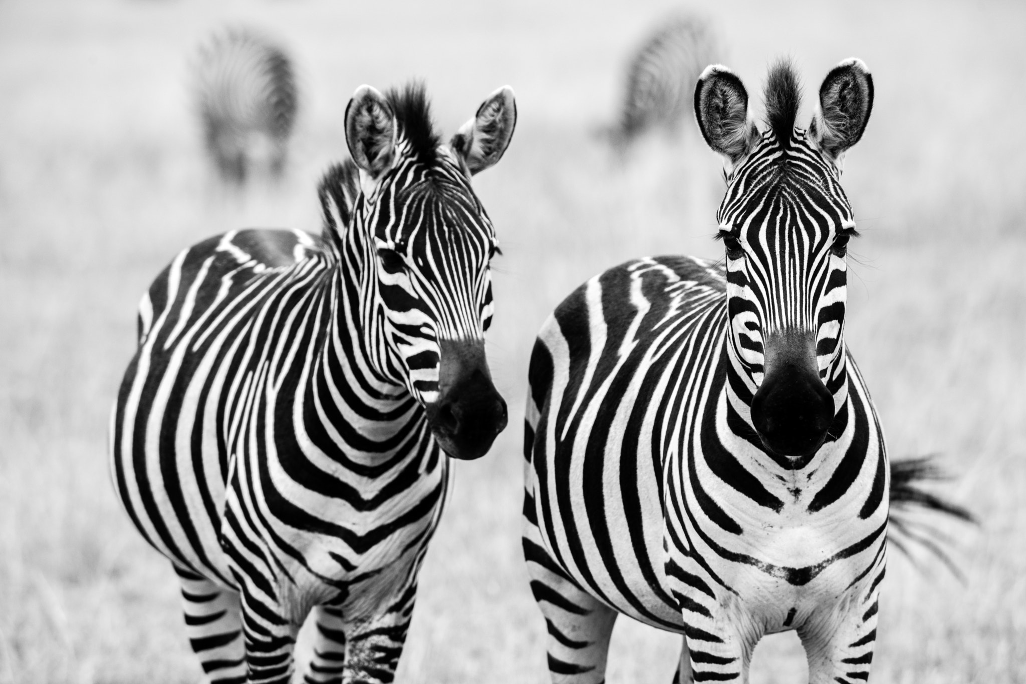 Nikon D750 sample photo. Mara zebras photography