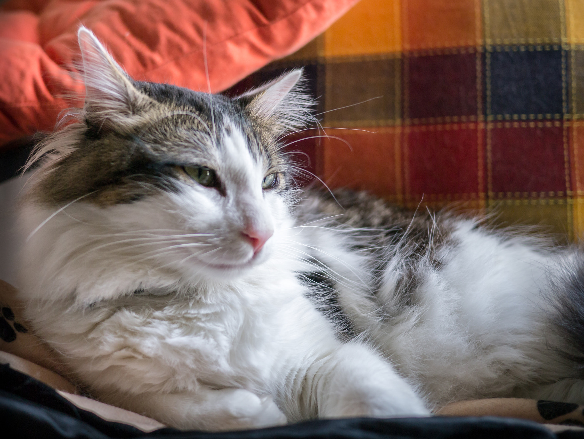 LUMIX G 20/F1.7 II sample photo. My fluffy cat photography
