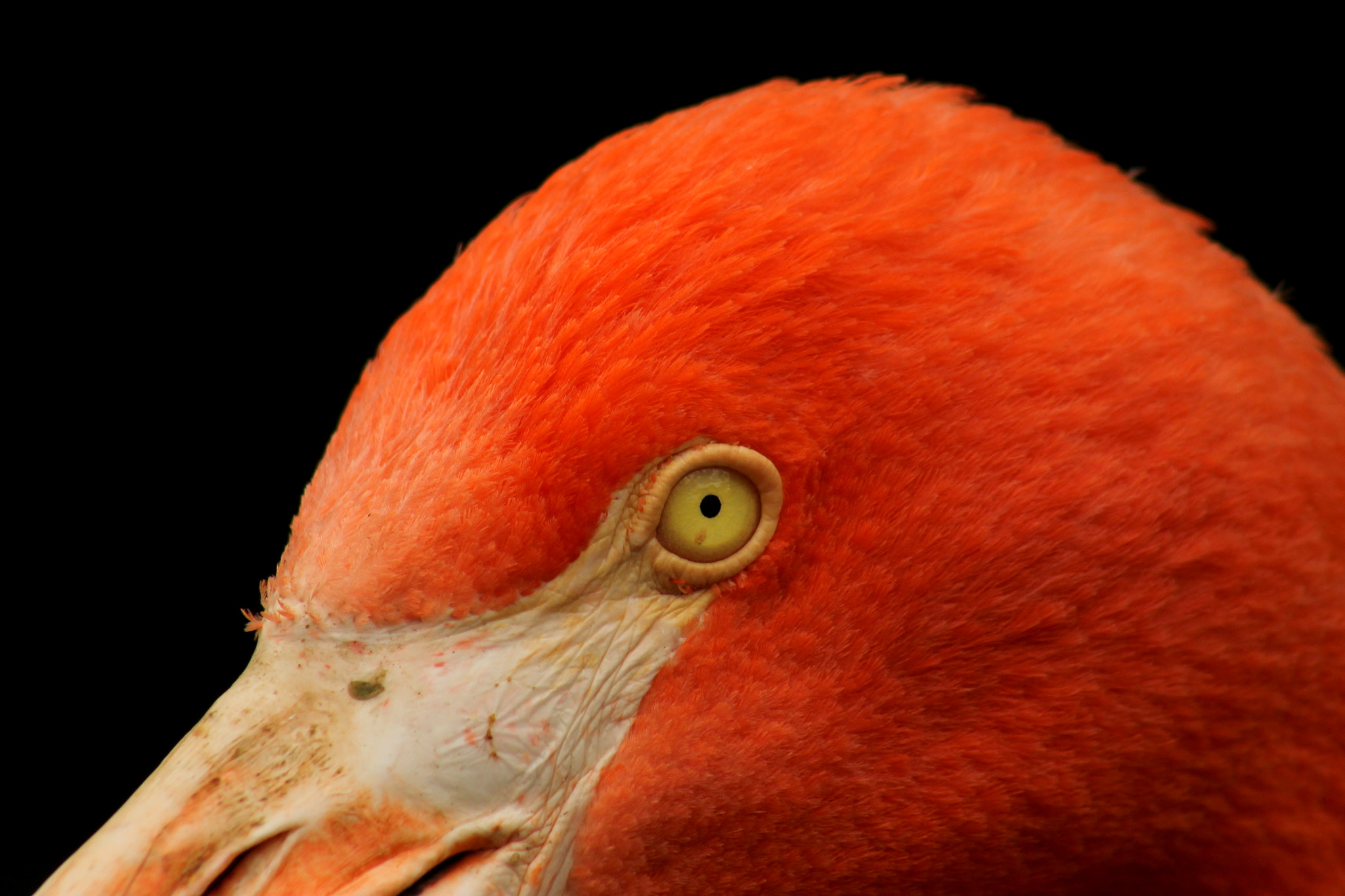Canon EF 75-300mm f/4-5.6 USM sample photo. Portrait of a flamingo photography