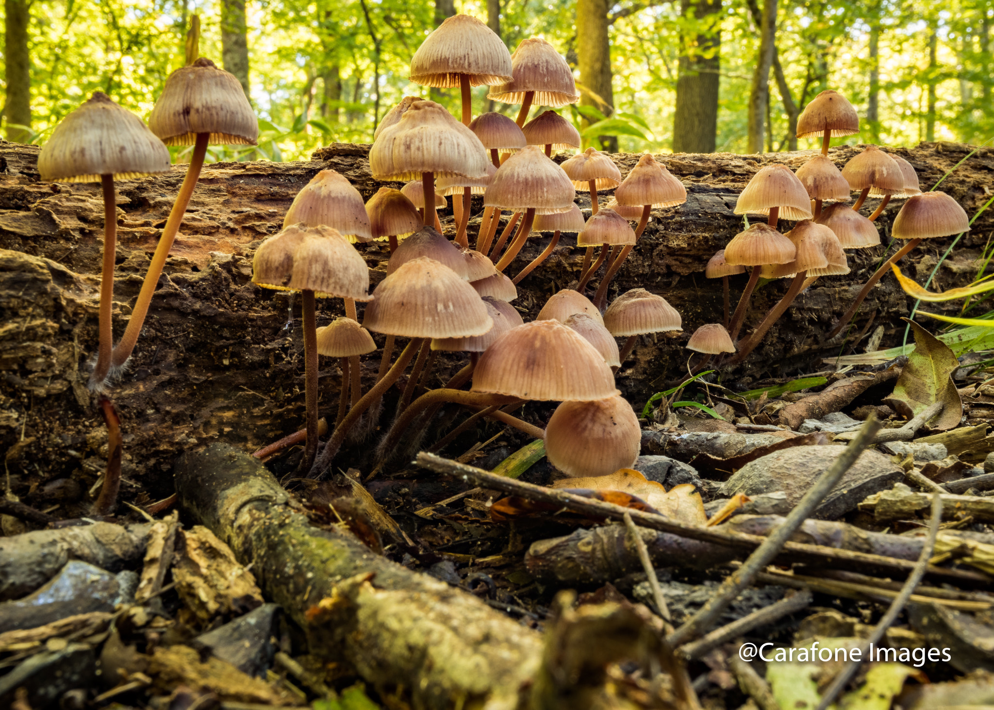 Canon EOS 7D Mark II + Canon EF 16-35mm F4L IS USM sample photo. Mushrooms on a log photography