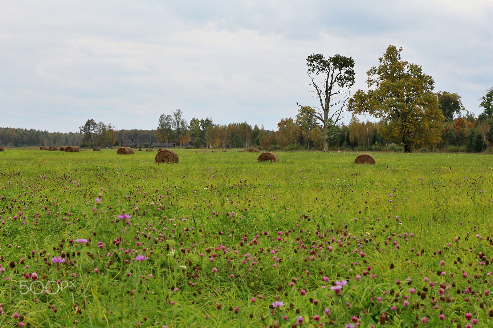 Canon EF 24-70mm F2.8L II USM sample photo. Latvian countryside photography