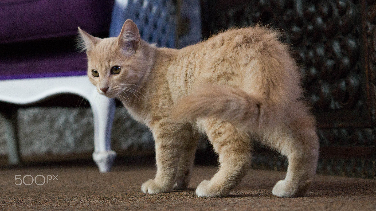 E 50mm F1.8 OSS sample photo. Latte photography