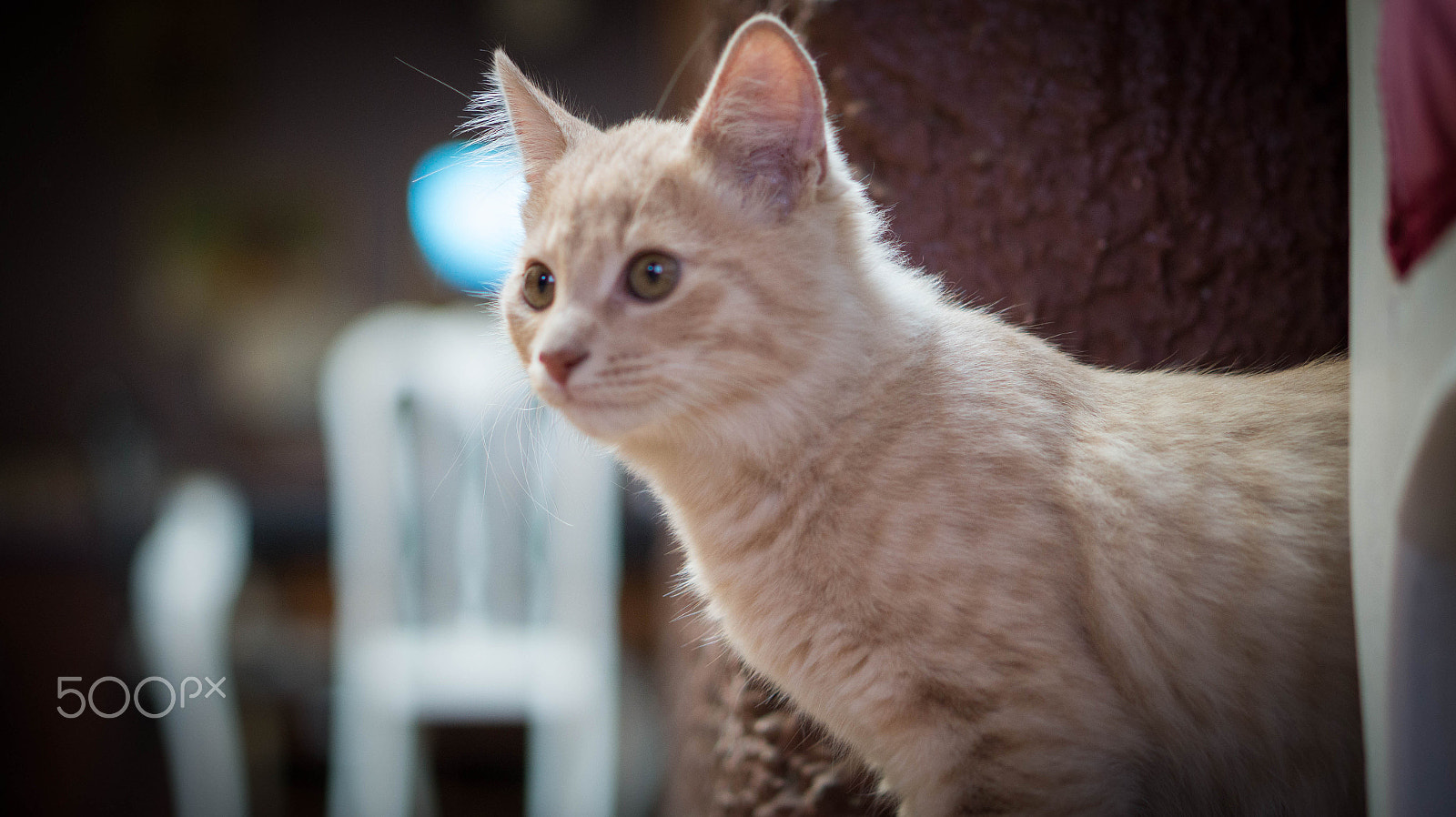 E 50mm F1.8 OSS sample photo. Latte photography