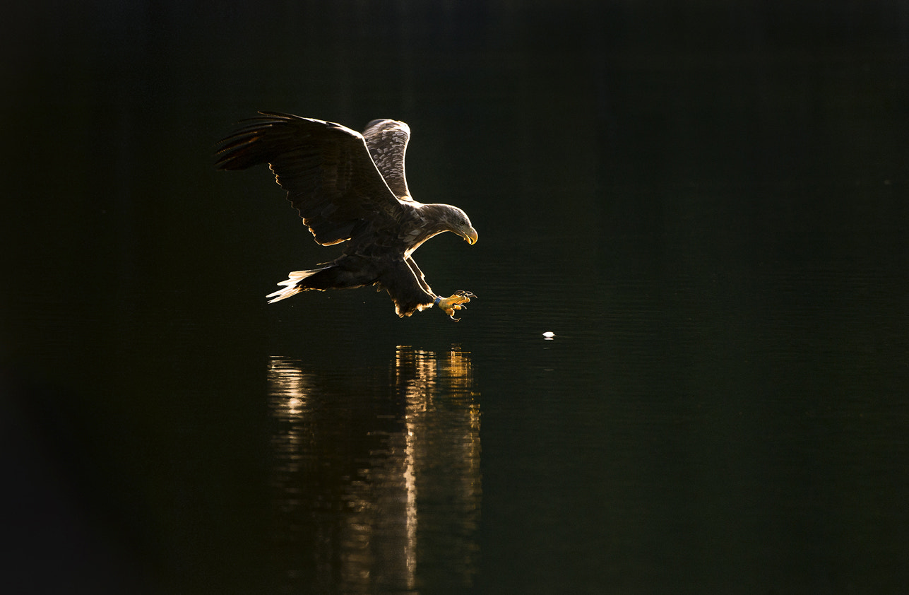 Nikon D4 sample photo. Sea eagle 4 photography