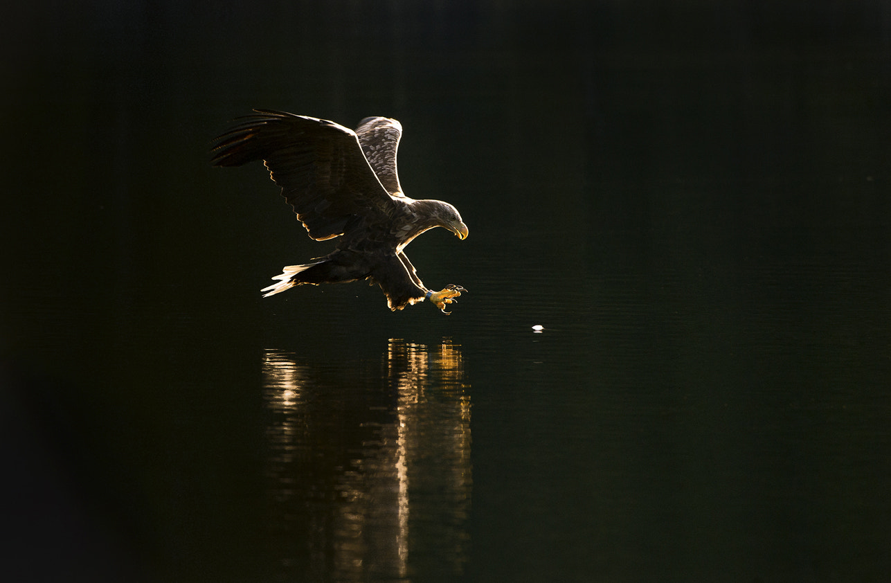 Nikon D4 + Nikon AF-S Nikkor 200-400mm F4G ED-IF VR sample photo. Sea eagle 4 photography