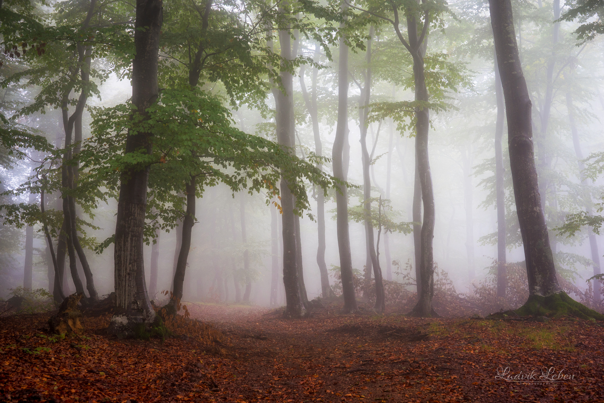 Sony a7 II sample photo. Autumn voices photography