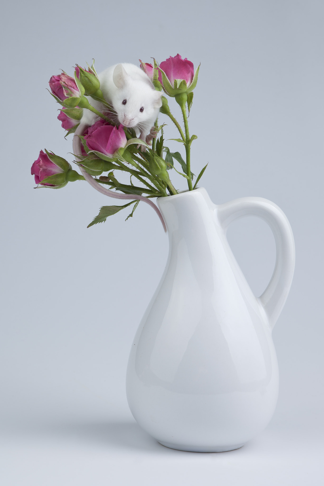 Canon EF 28-105mm f/3.5-4.5 USM sample photo. Pink roses photography