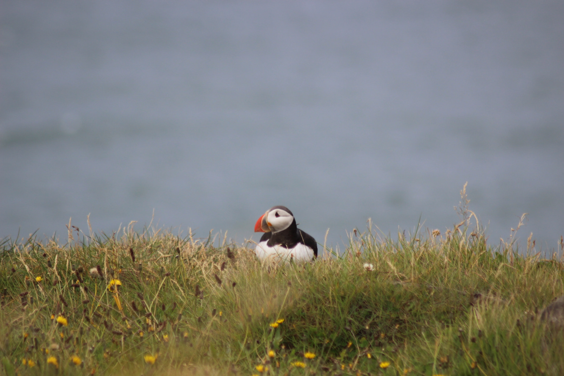 Canon EOS 100D (EOS Rebel SL1 / EOS Kiss X7) sample photo. Puffin in iceland photography