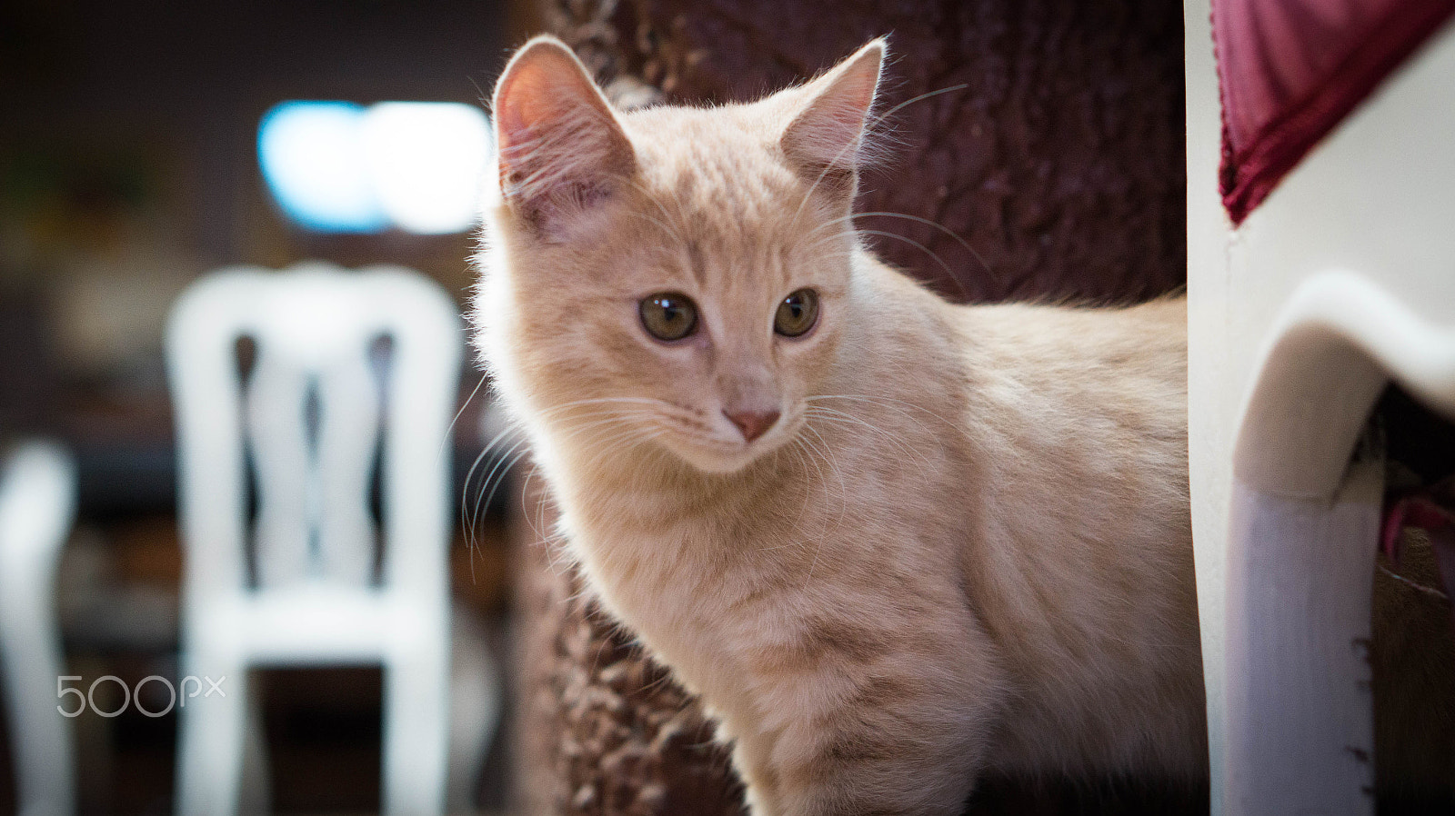 E 50mm F1.8 OSS sample photo. Latte photography