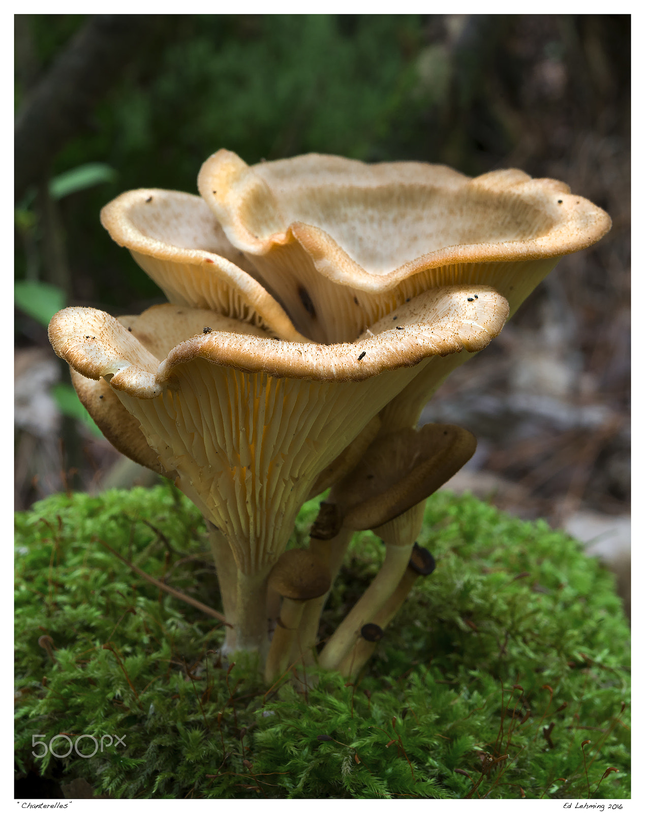 Nikon D800 + AF Zoom-Nikkor 28-70mm f/3.5-4.5D sample photo. Chanterelles photography