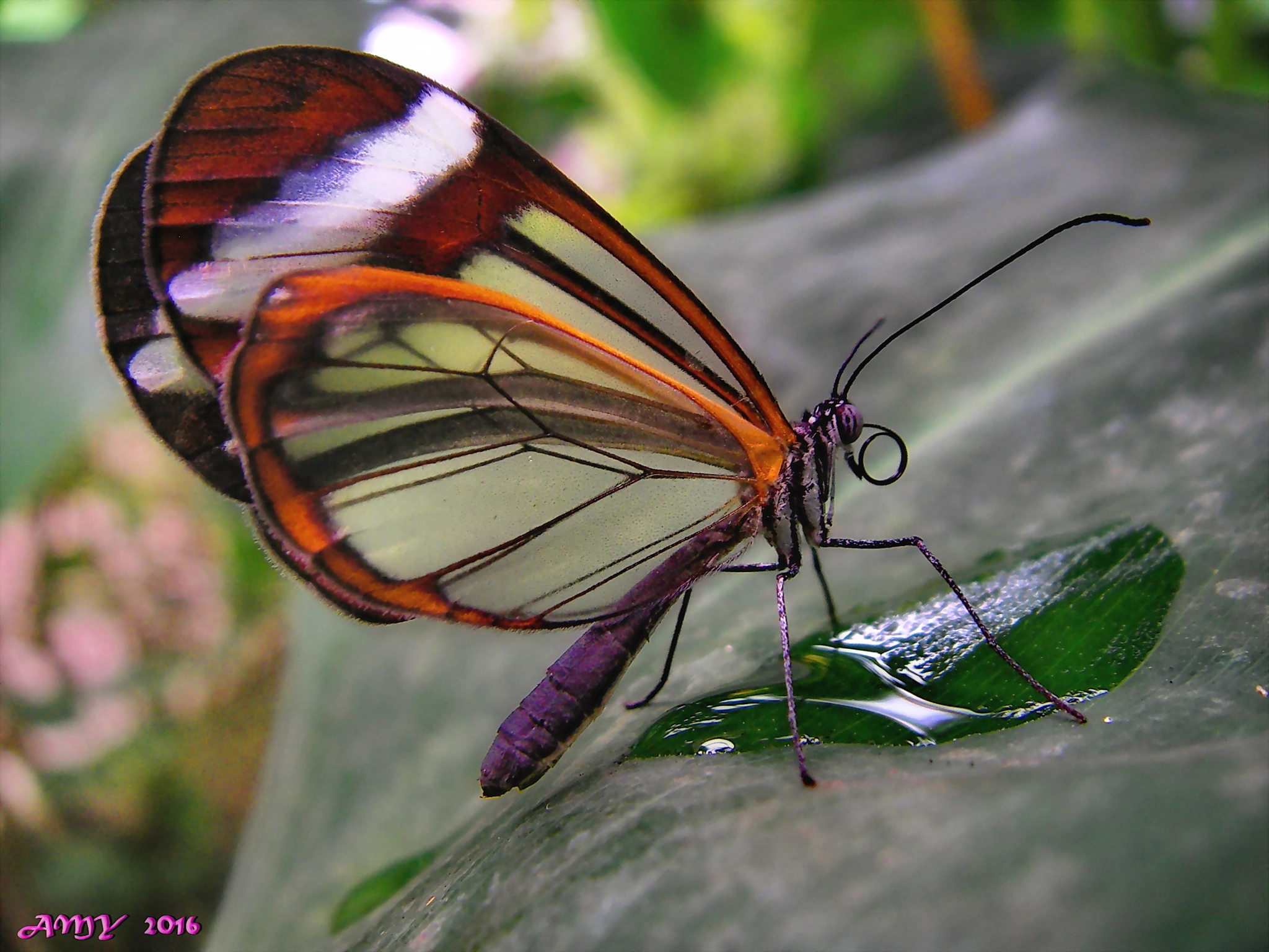SANYO E60 sample photo. Greta oto. photography