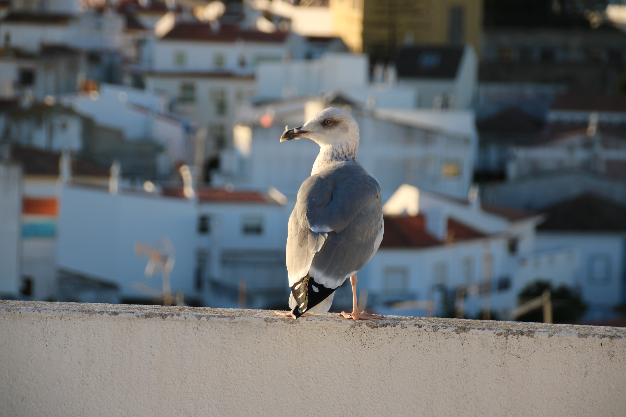 Canon EOS 760D (EOS Rebel T6s / EOS 8000D) sample photo. Seagull in the morning enjoying the rooftop view photography