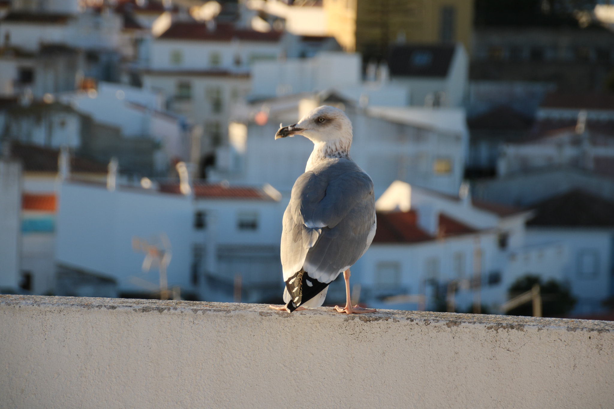 Sigma 18-250mm F3.5-6.3 DC OS HSM sample photo. Seagull in the morning enjoying the rooftop view photography